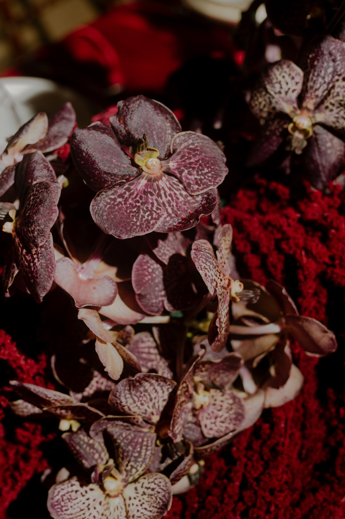 Close-up view of purple spotted vanda orchids against a dark red textured background creating dramatic contrast.
