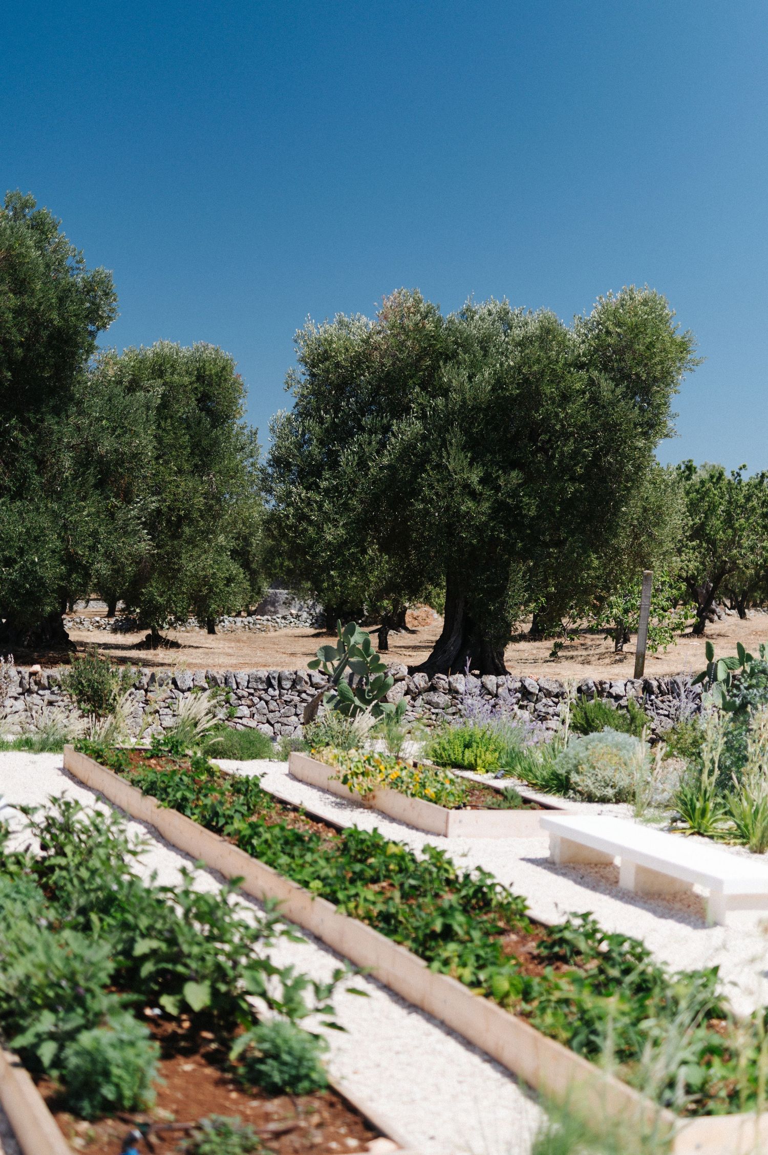 Raised garden beds with white stone borders surrounded by olive trees in a Mediterranean landscape setting.