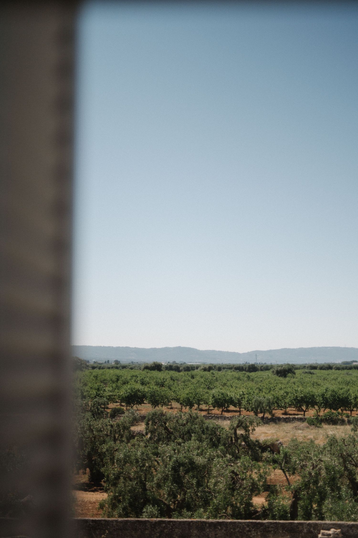Scenic vineyard landscape viewed through a window frame, with lush green vines, distant mountains, and clear blue sky.