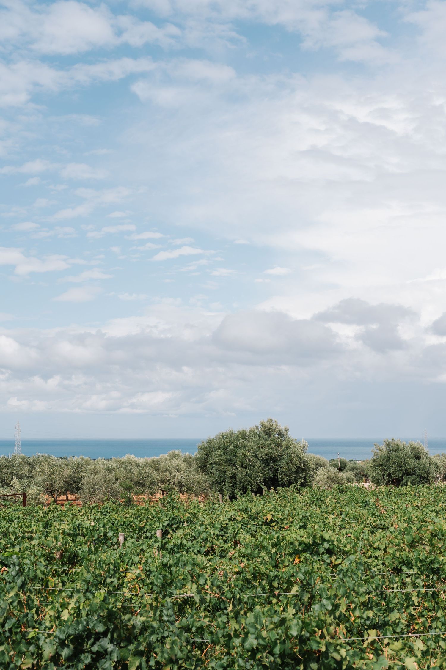 Rolling green vineyard fields stretching towards the horizon under a cloudy sky.