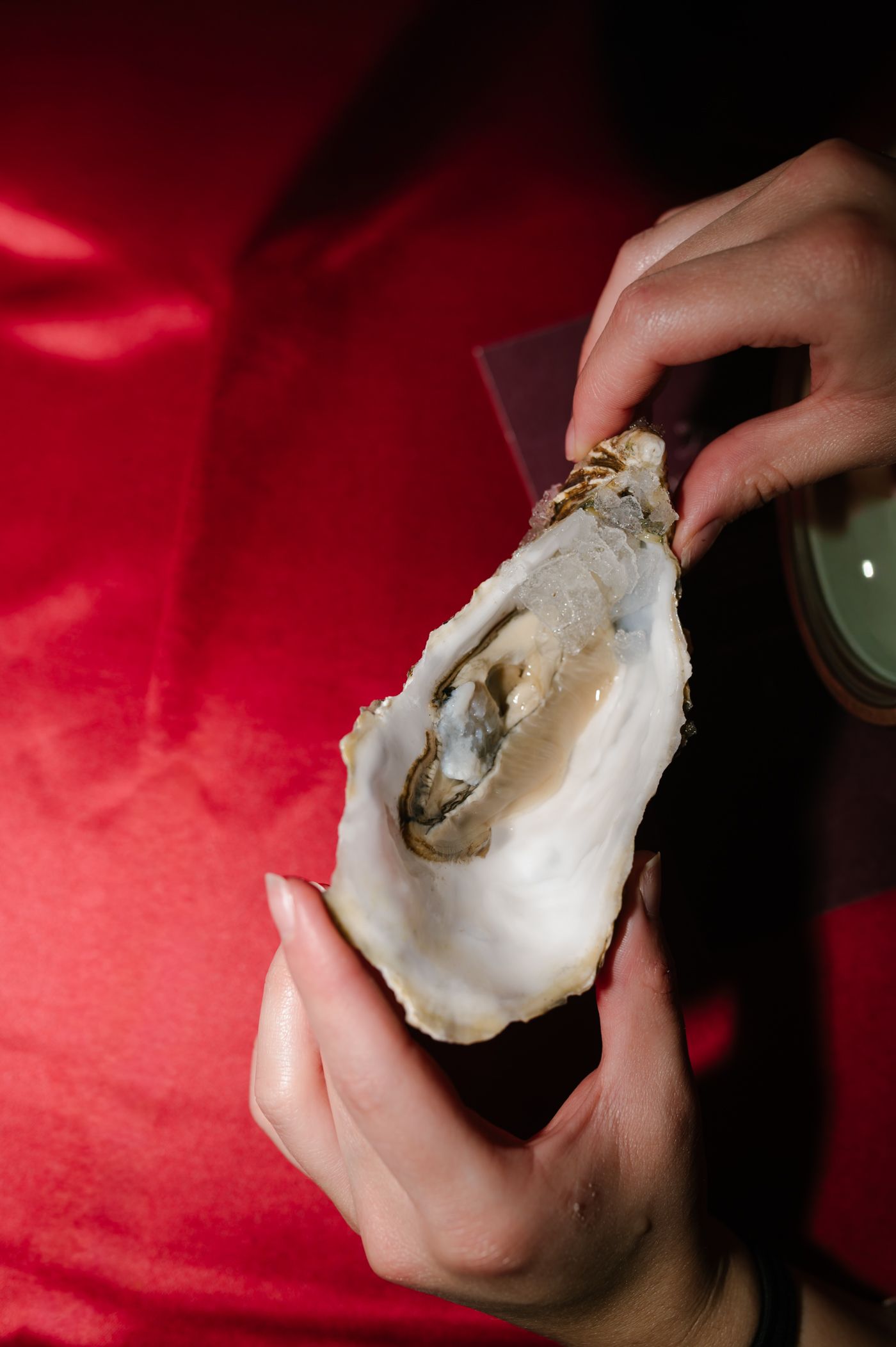 Hands holding fresh raw oysters on the half shell against a vibrant red background.