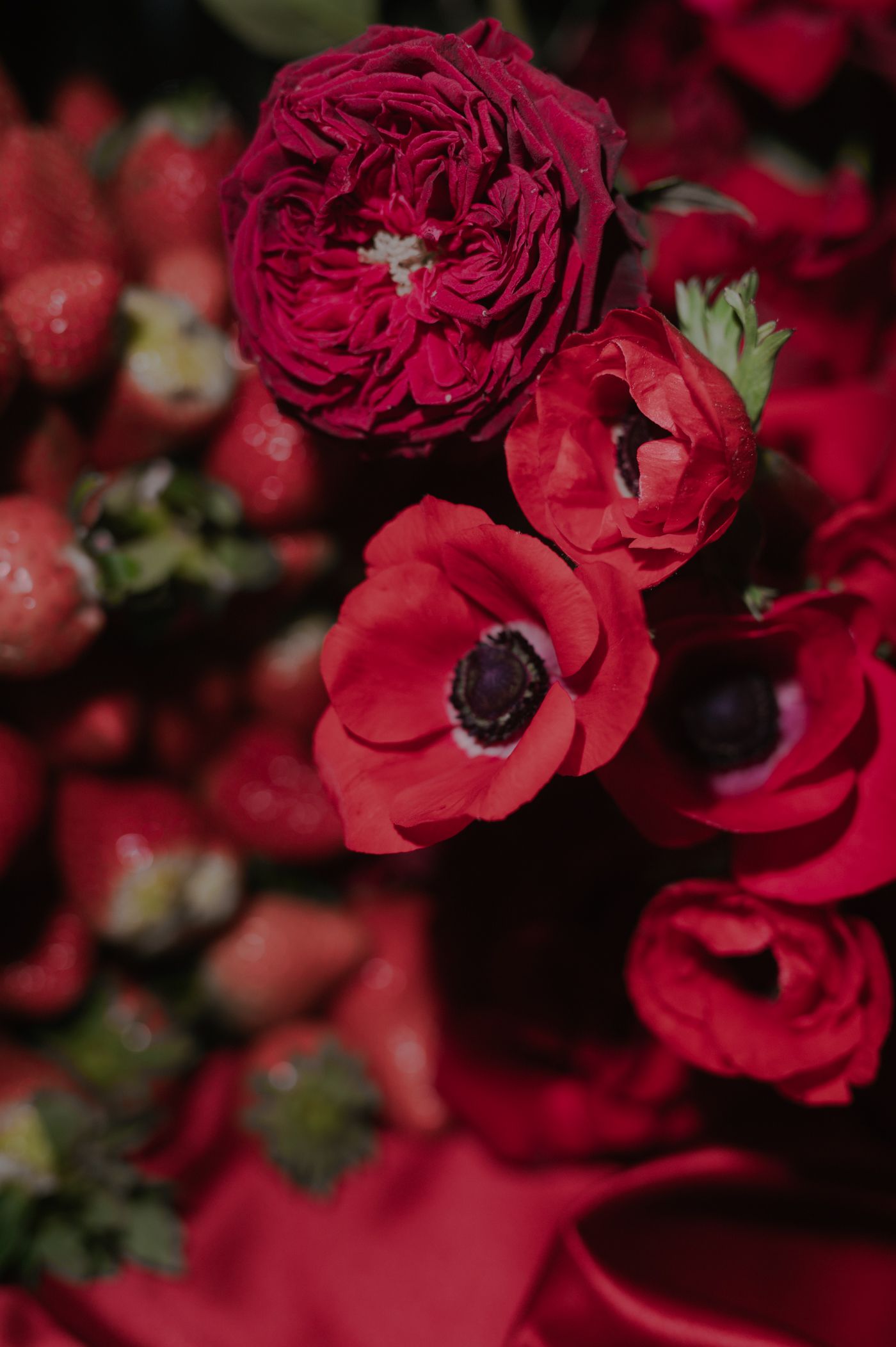 Close-up of vibrant red garden roses and anemone flowers in a moody dark setting.