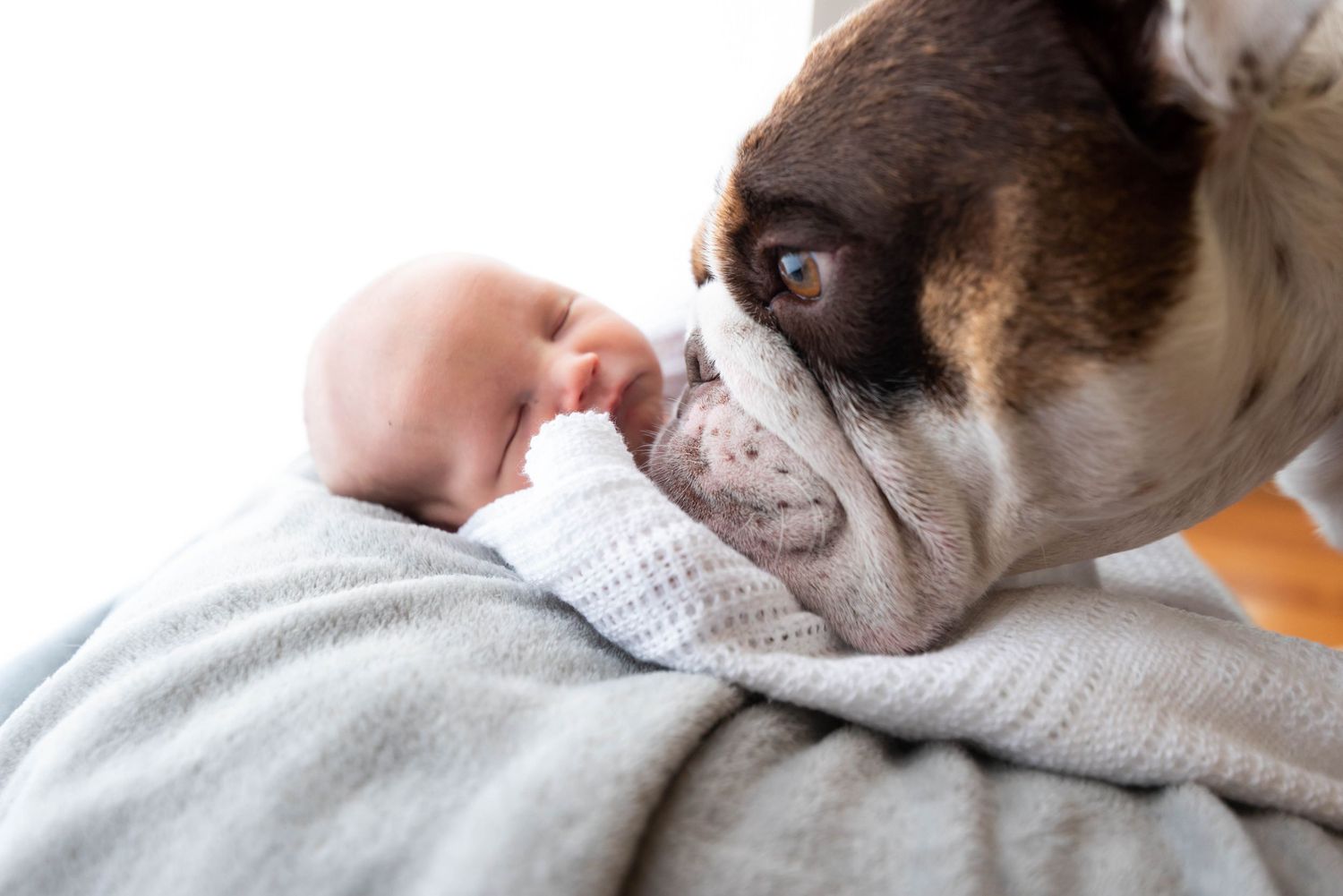 A brown and white Boston Terrier puppy rests peacefully on white bedding while sleeping.