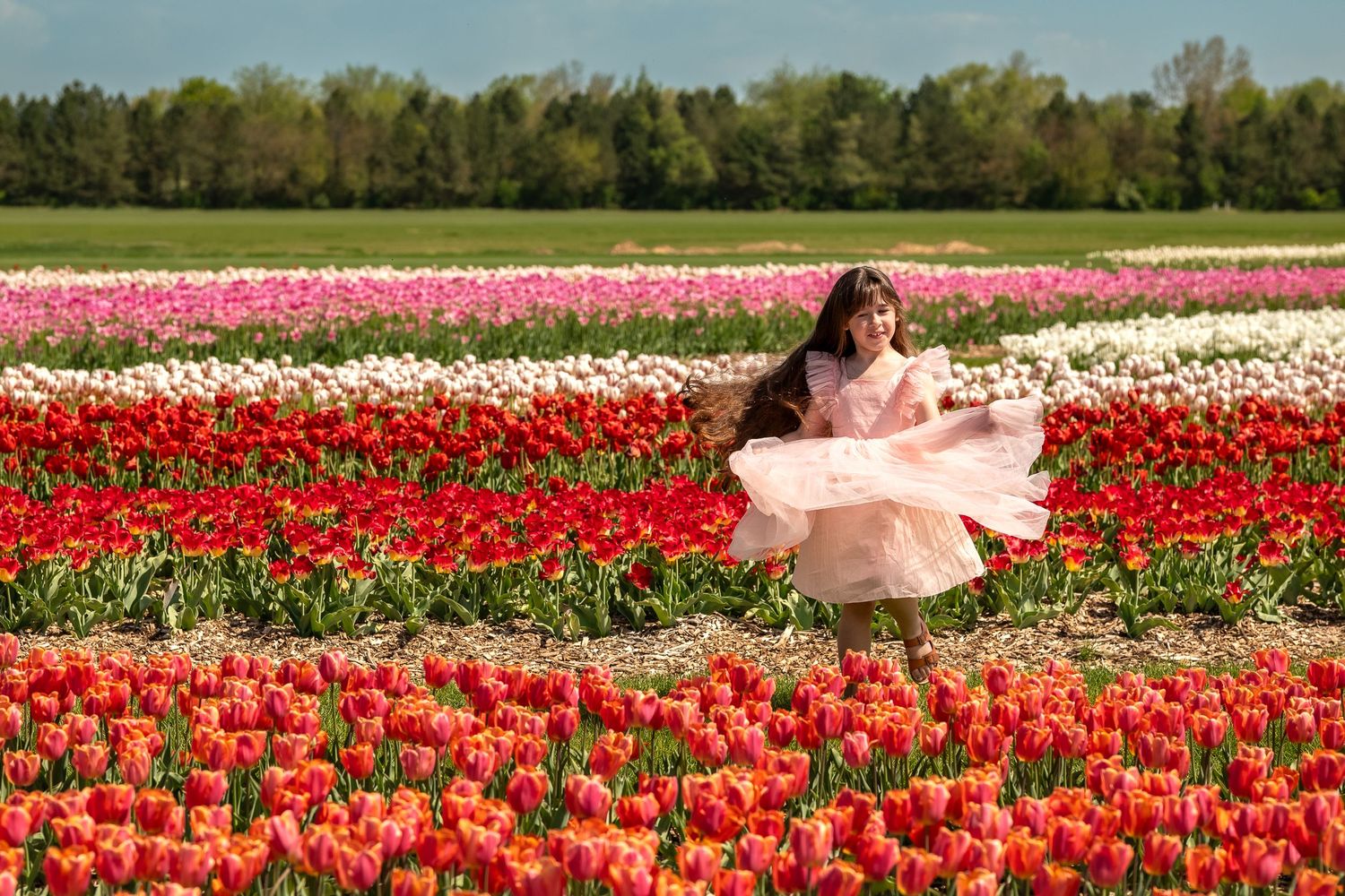 A girl in a pink dress twirls through colorful rows of red and white tulips in a field.