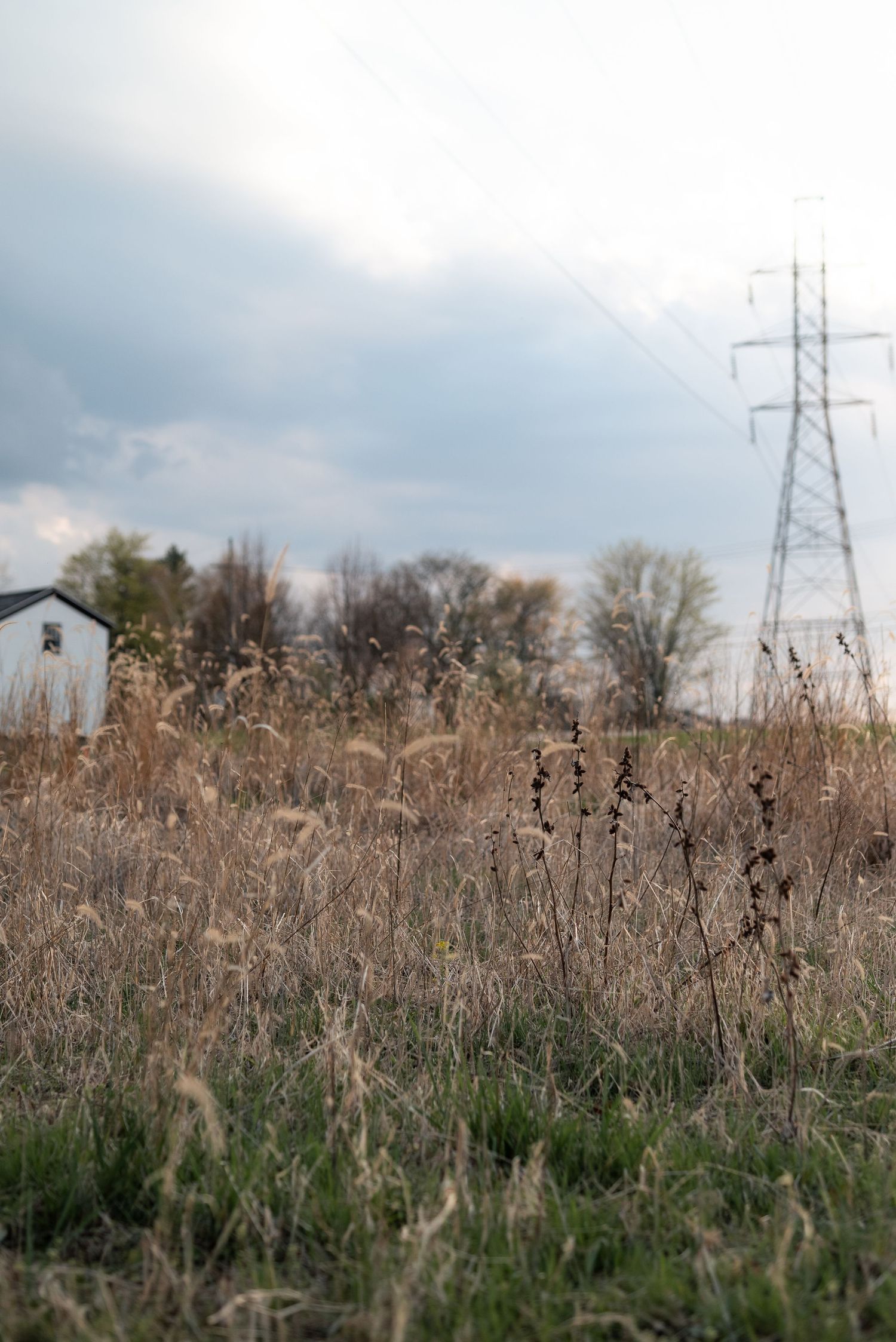 A overgrown field with dry grass, a white shed, bare trees, and a power transmission tower under a cloudy sky.