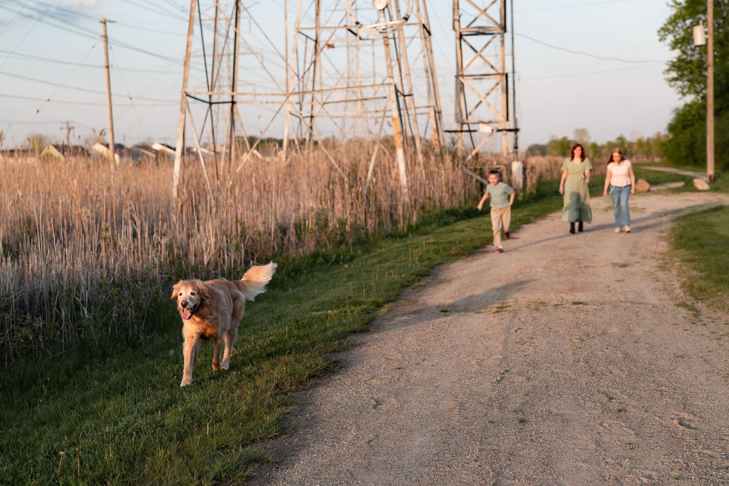 Family walking with a golden retriever on a rural dirt path beside tall grass and power line towers at sunset.
