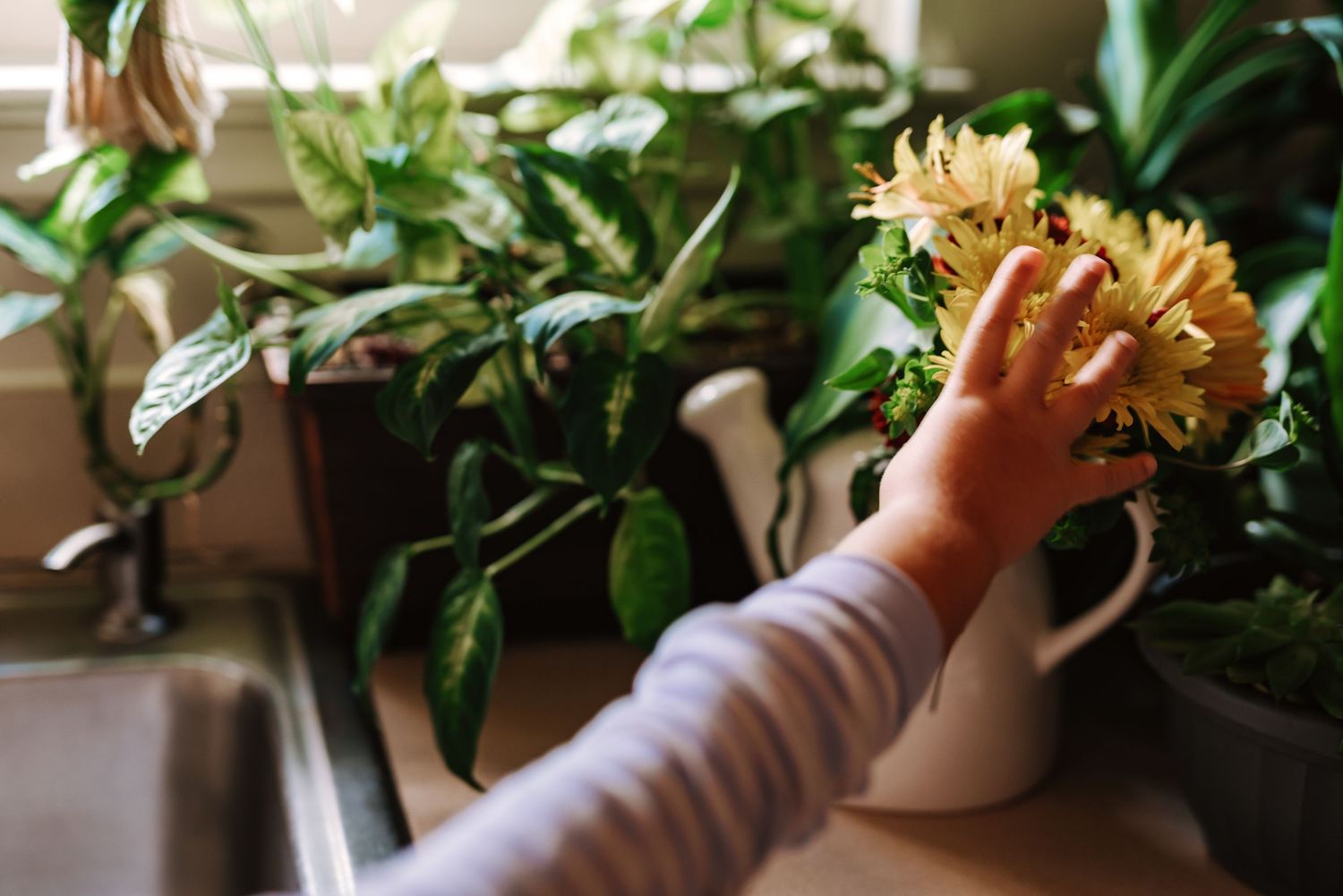 An arm reaches towards yellow carnations in a white vase surrounded by green houseplants near a window.