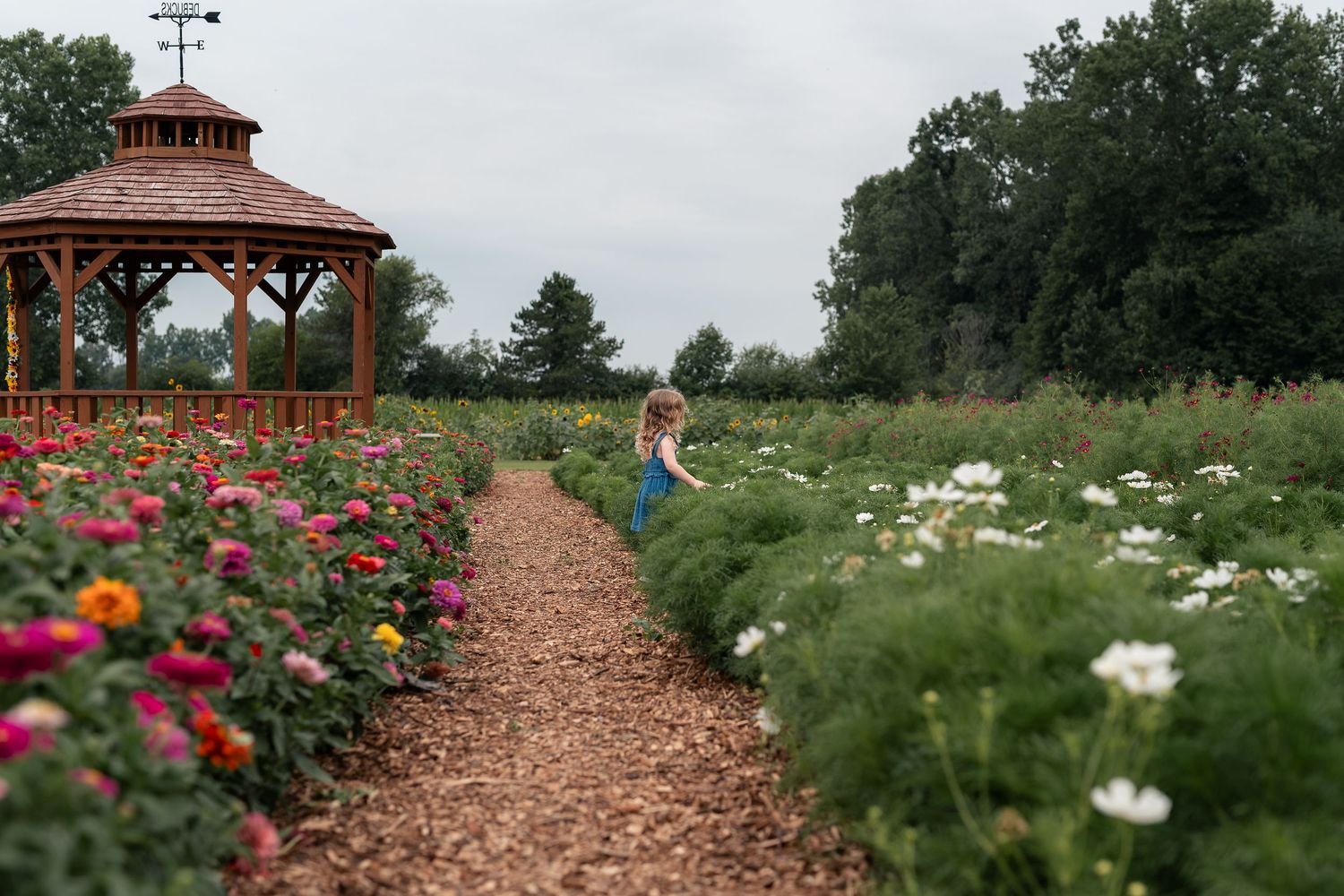 Woman walking along a flower farm path with colorful zinnias and white blooms beside a wooden gazebo.
