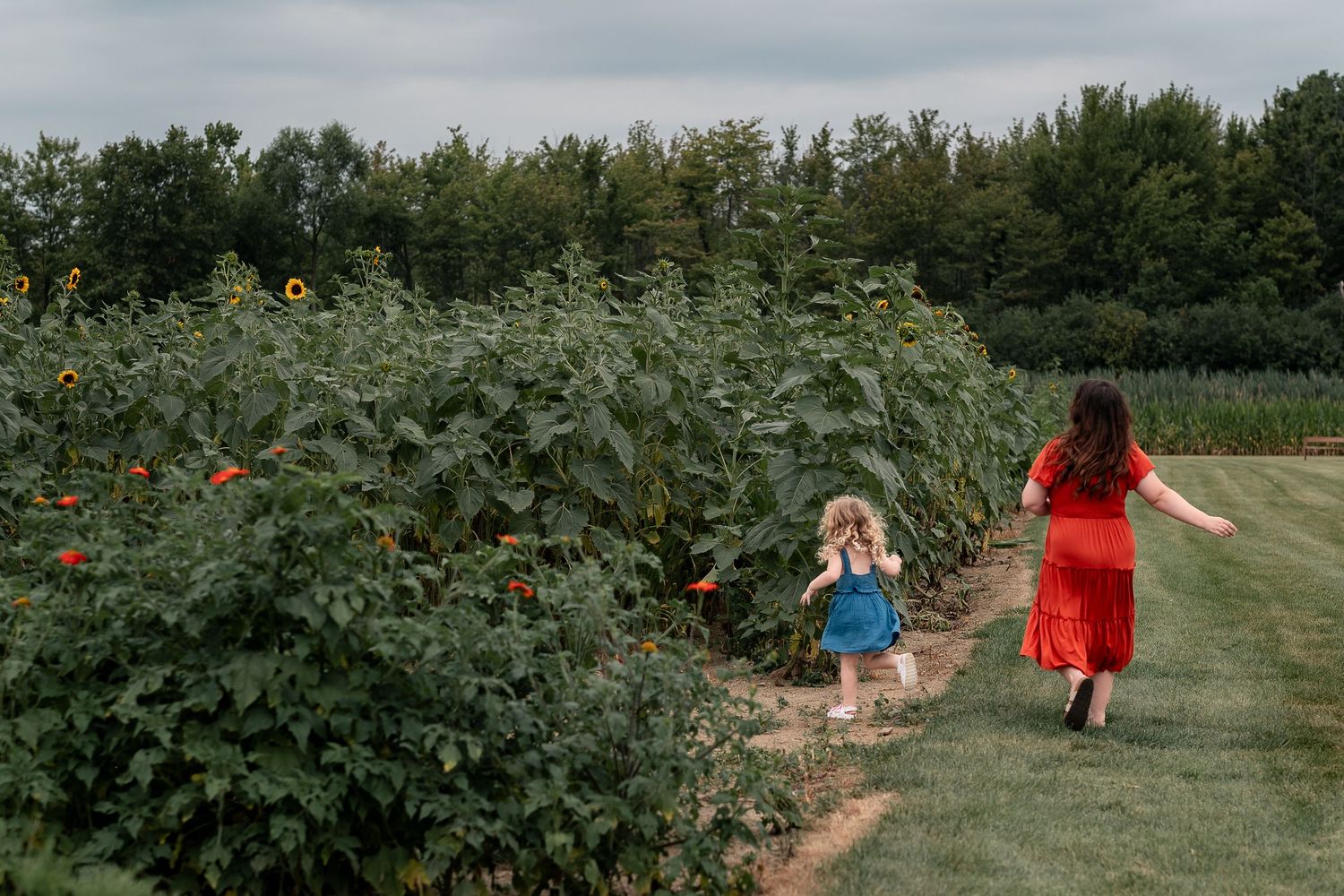 A woman in a red dress and a young child walk along a sunflower field path on a cloudy day.