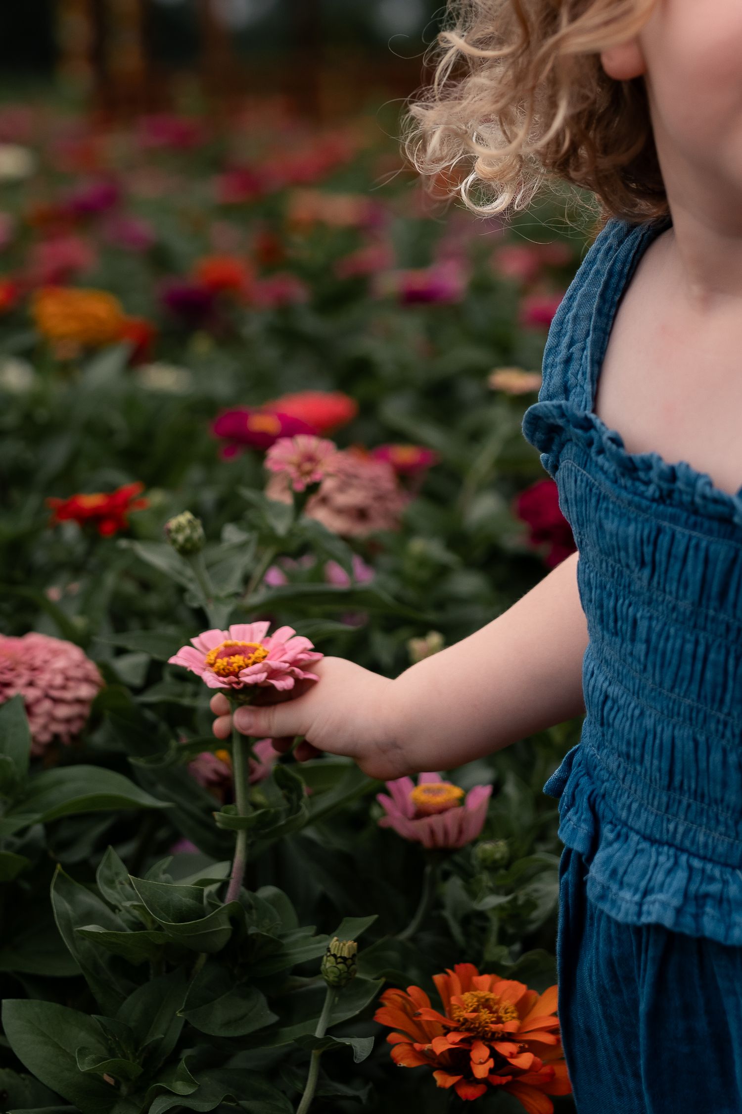 Young girl in blue dress picking a pink zinnia flower in a colorful garden full of blooming flowers.