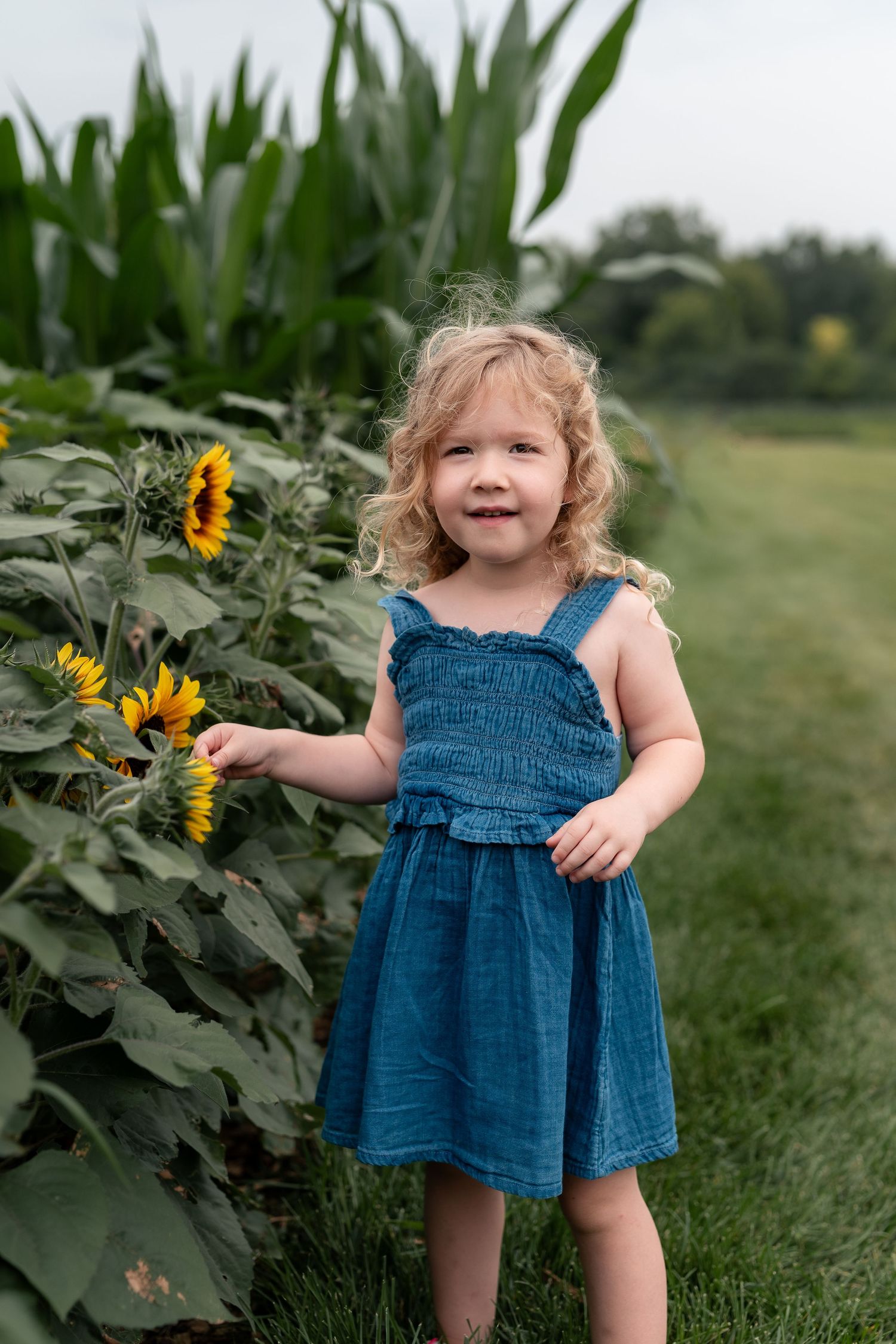 Curly-haired toddler girl in blue dress touching sunflowers in a garden field.