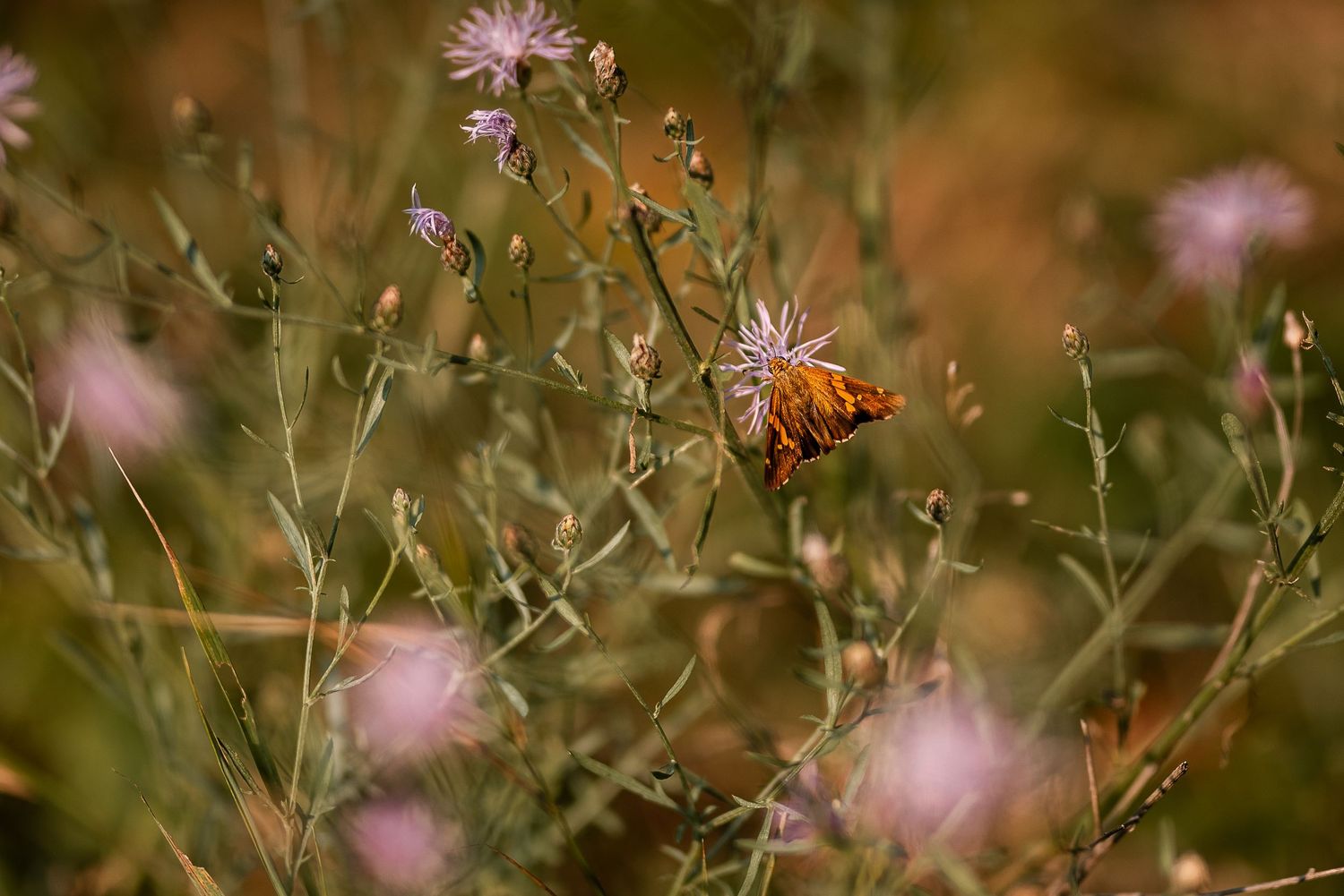 Orange butterfly resting on purple wildflowers among green stems in a soft-focus meadow setting.