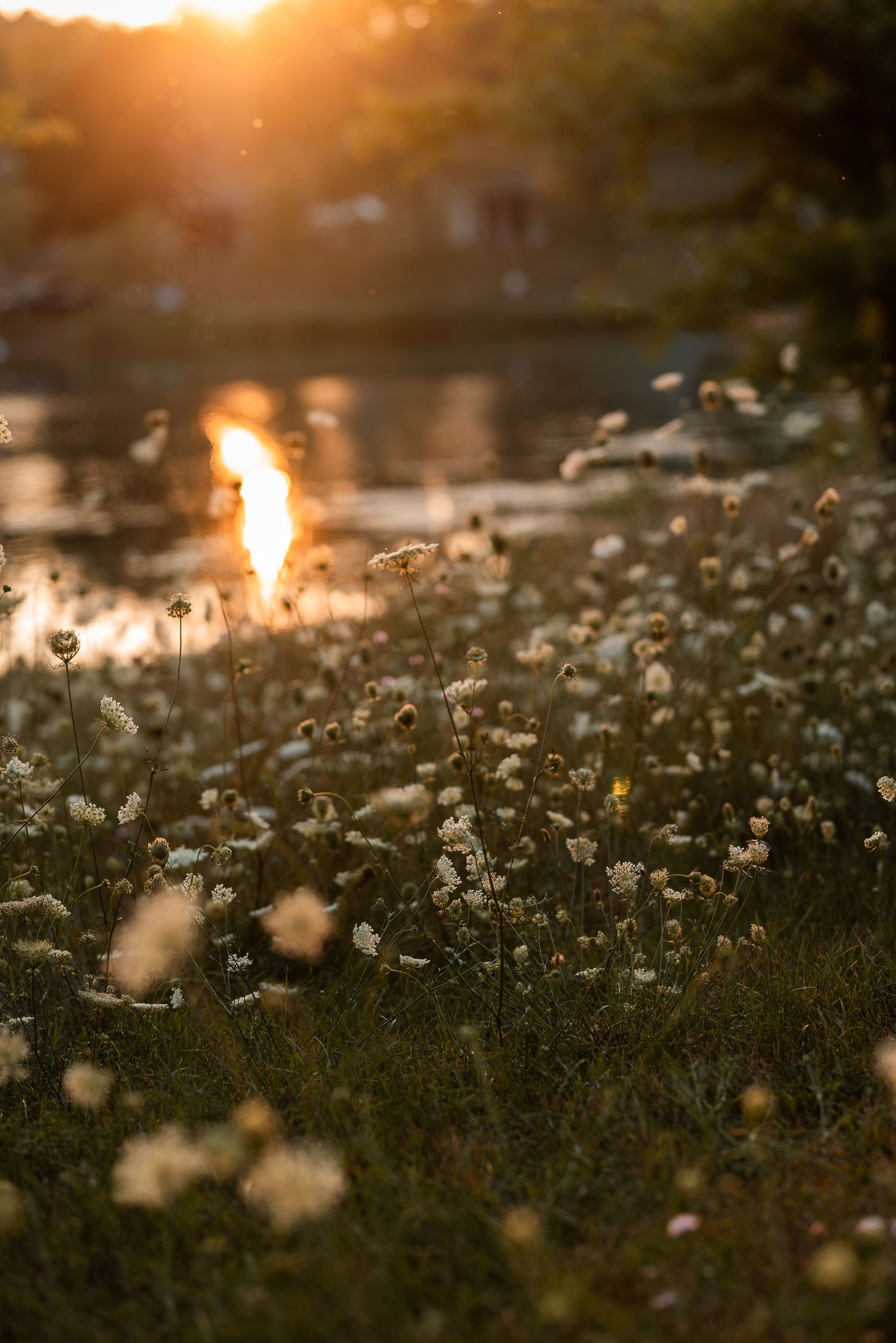 Wild white flowers glow in golden sunset light beside a reflective river, creating a serene nature scene.