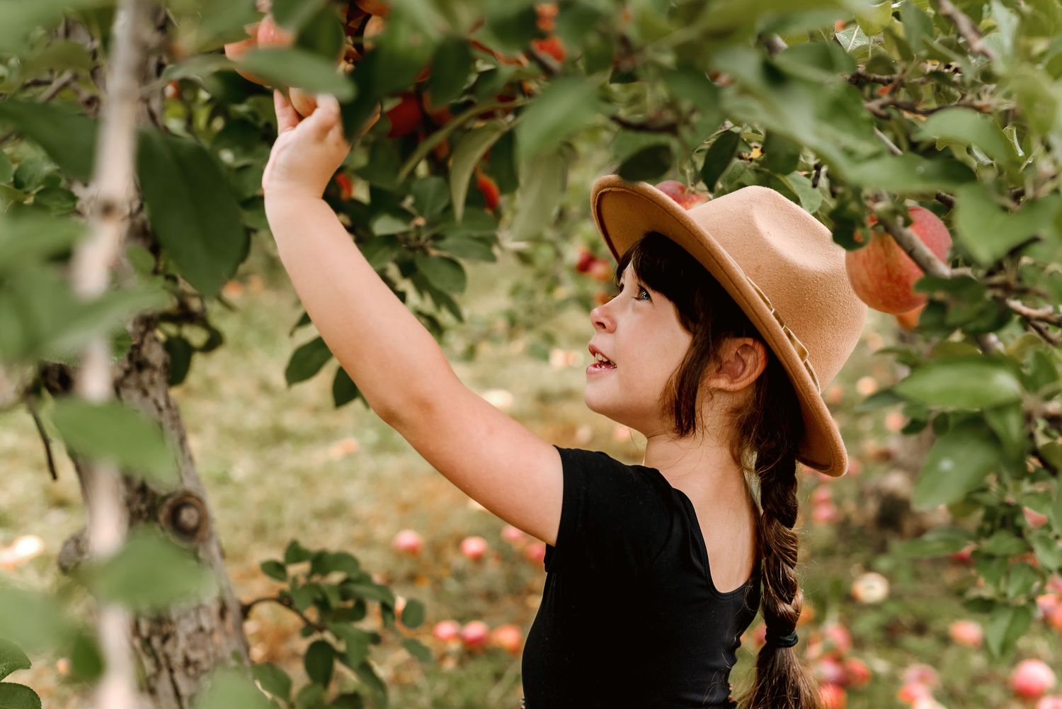A person in a brown hat reaches up to pick red apples from tree branches in an autumn orchard.