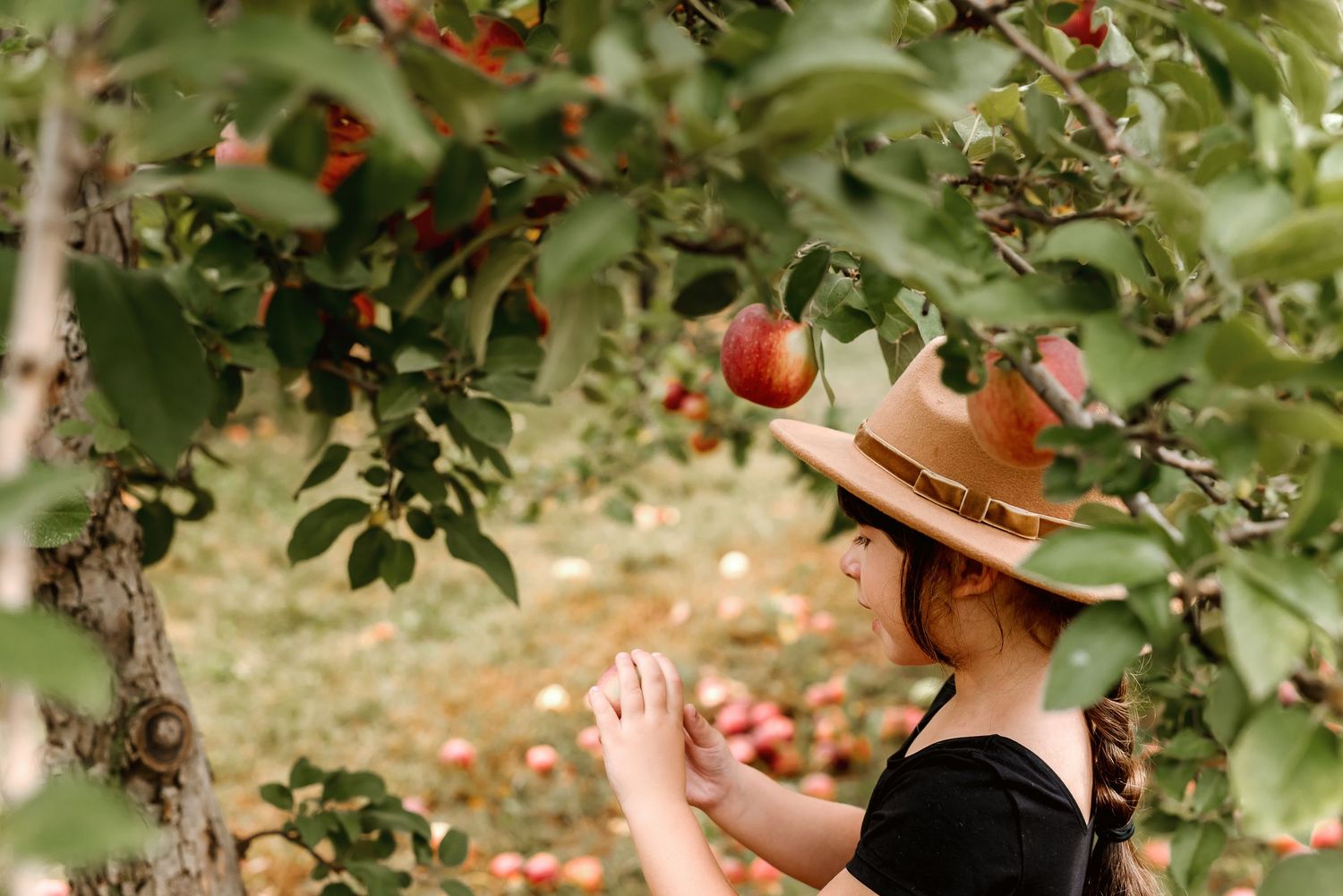 People picking fresh apples from trees in a sunny orchard during harvest season.