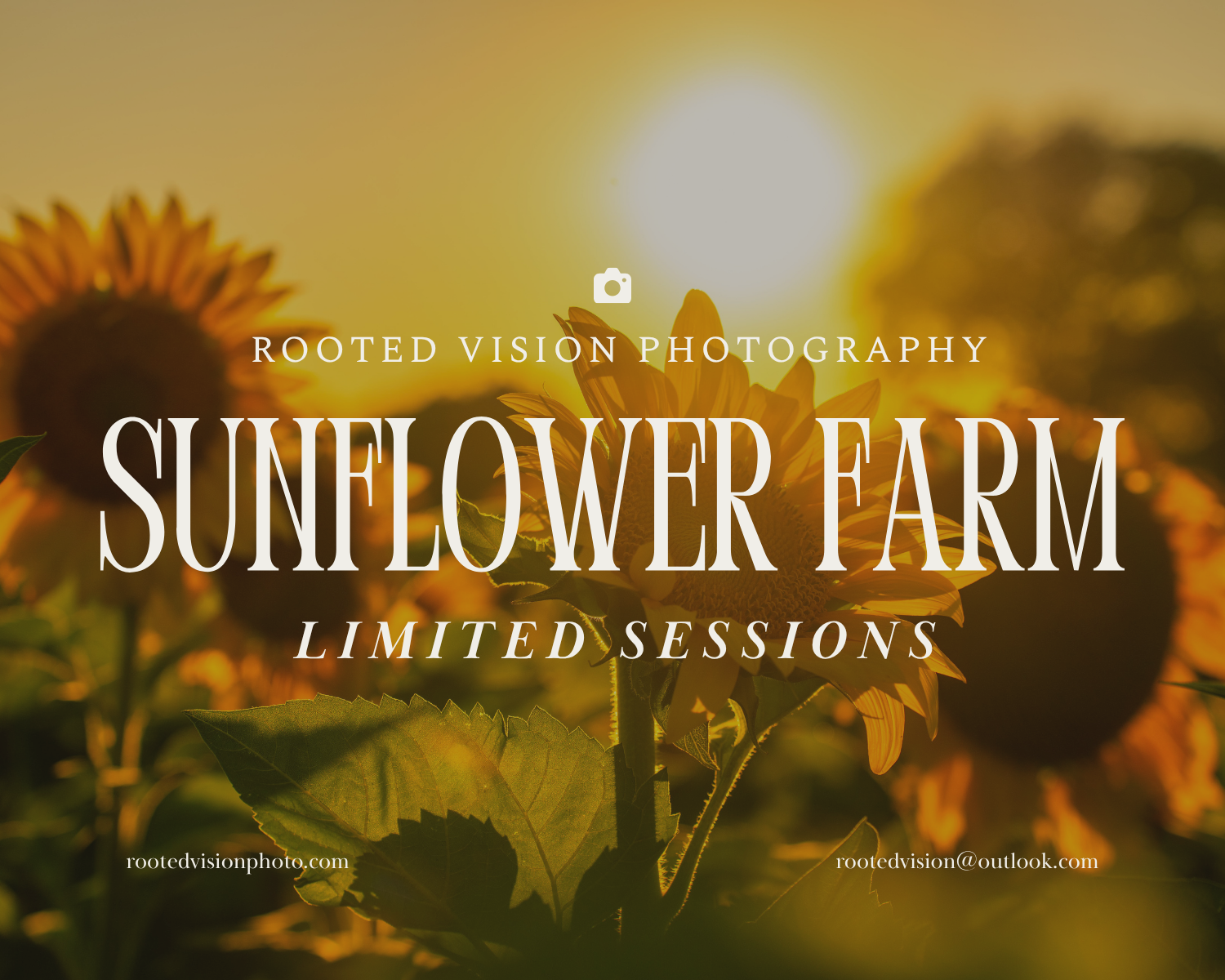 Golden sunflower field at sunset with Rooted Vision Photography Sunflower Farm Limited Sessions promotional text overlay.