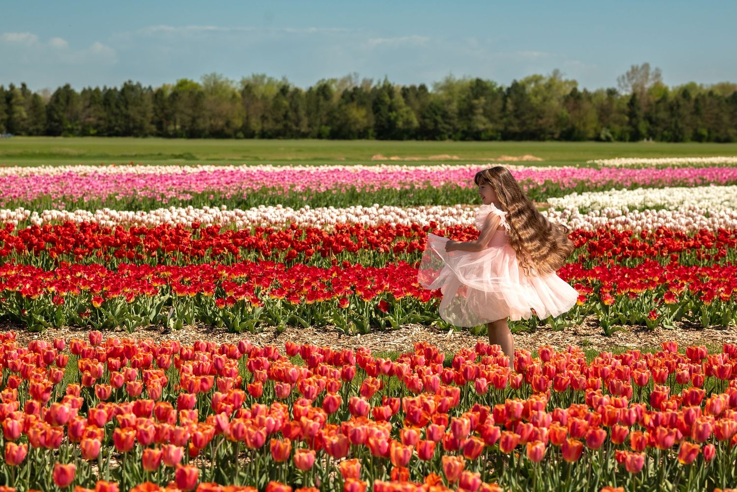 A little girl in a pink dress walks through rows of red, pink, and white tulips in a sunny flower field.
