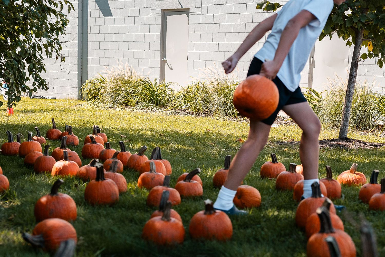 Child walking among rows of orange pumpkins on green grass at an outdoor fall pumpkin patch.