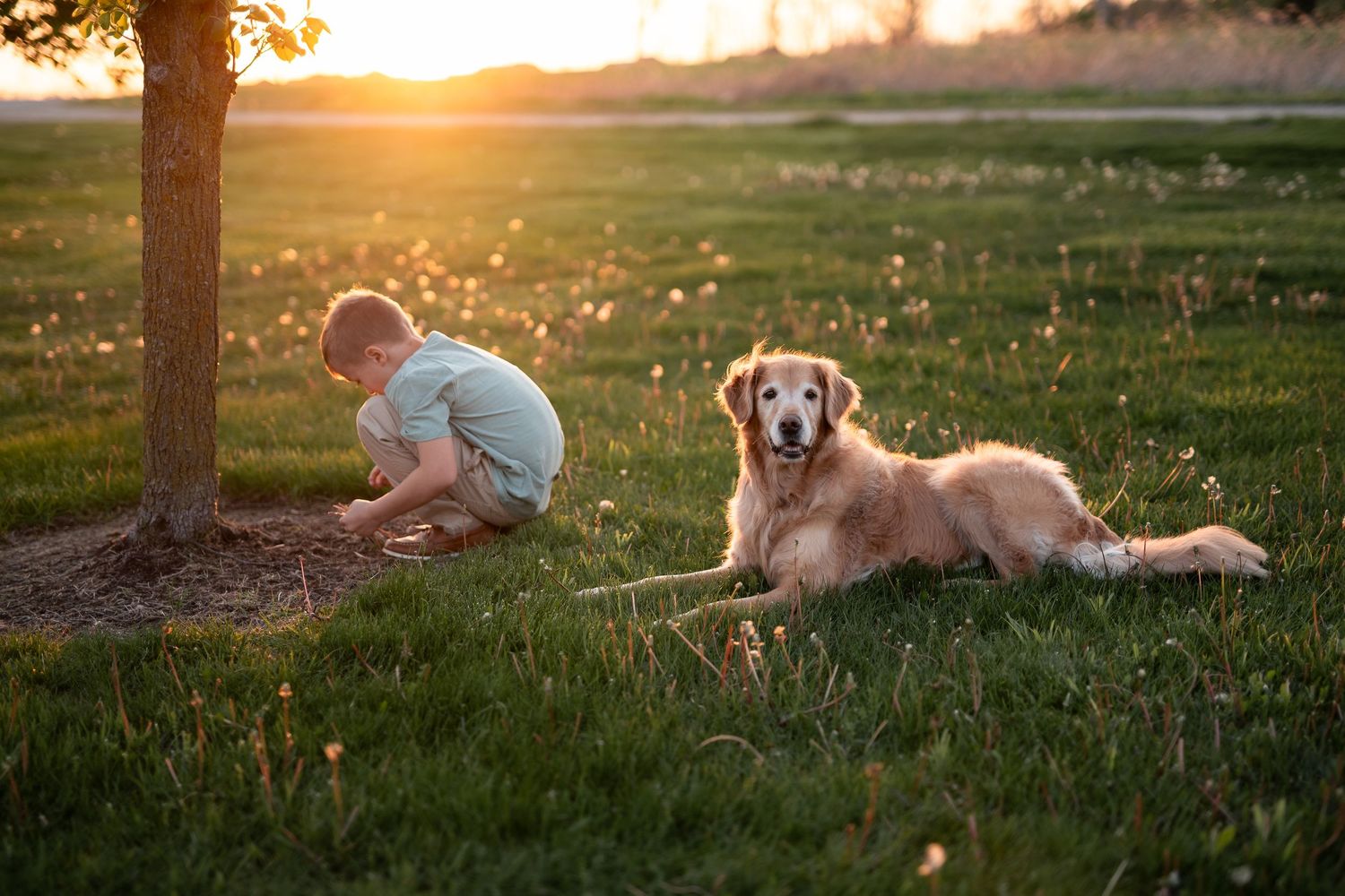 A young boy plays near a tree beside a golden retriever dog on a sunlit green field at golden hour.