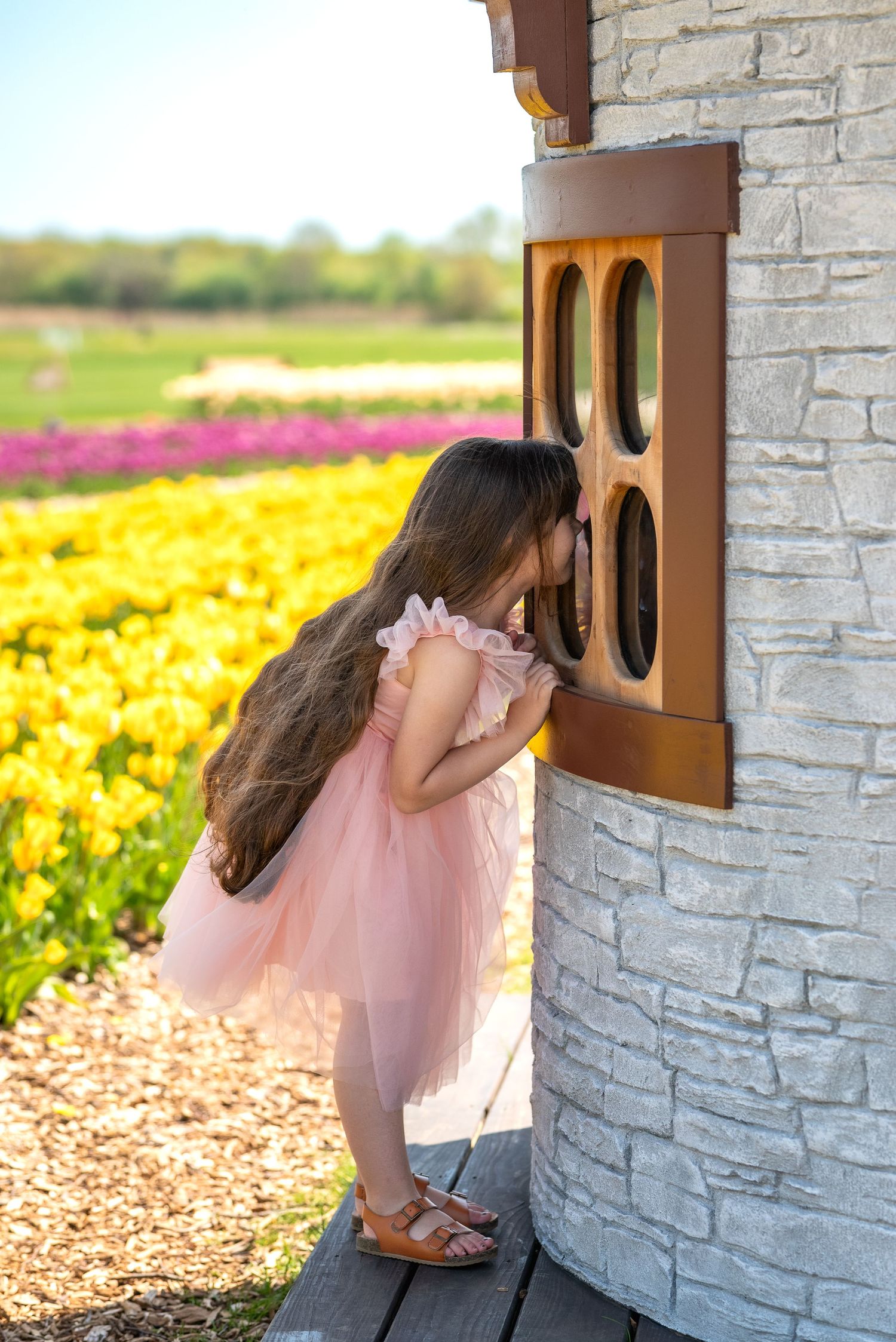 A little girl in a pink tutu dress peeks through a window of a stone building beside colorful tulip fields.