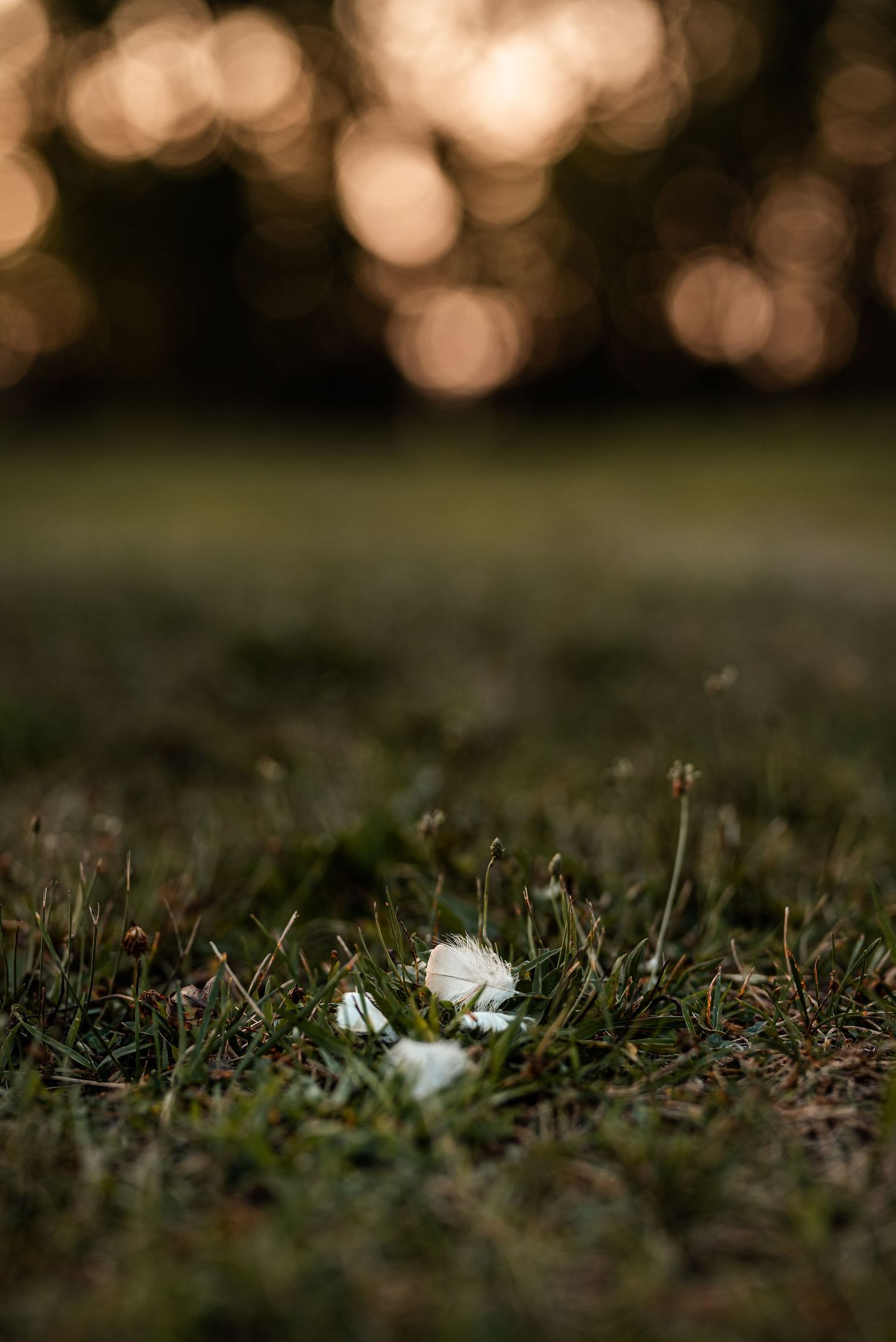 A white feather resting on green grass with warm bokeh lights in the background at dusk.