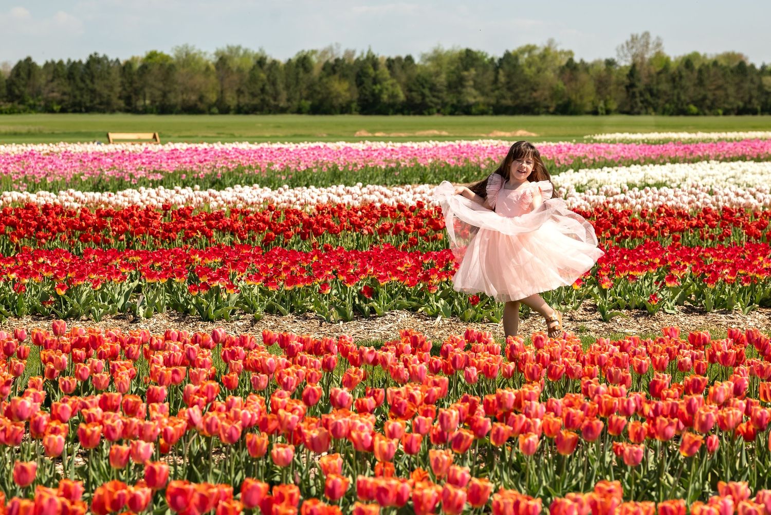 Young girl in pink dress twirling among vibrant red and pink tulip rows in a sunny flower farm.