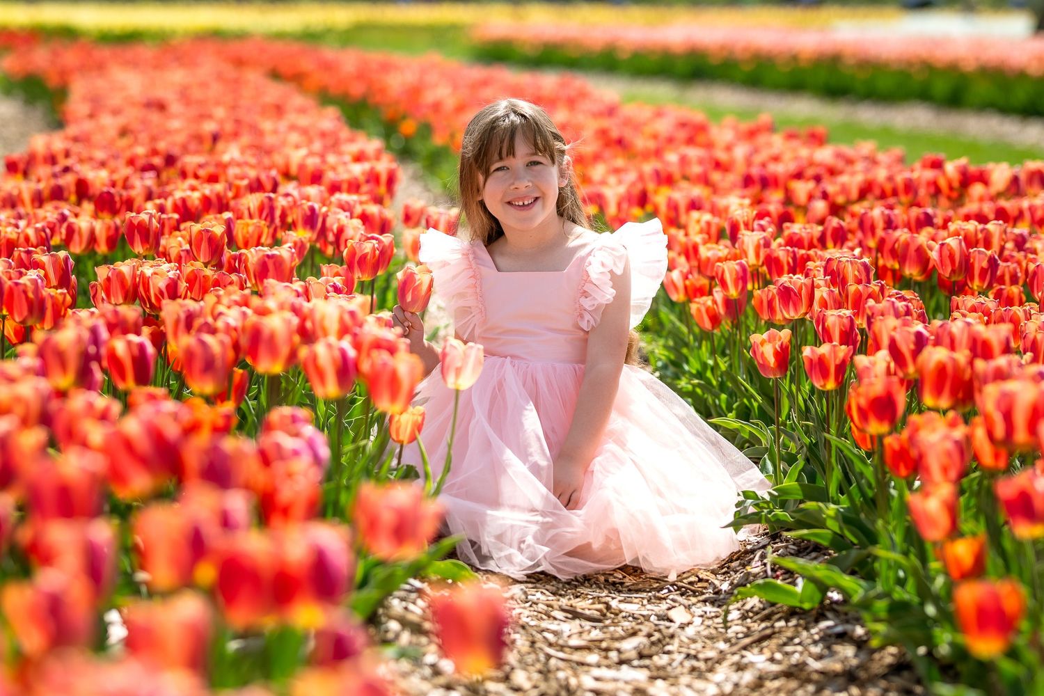 A pretty pink dress stands out among vibrant red tulips in a blooming spring garden field.
