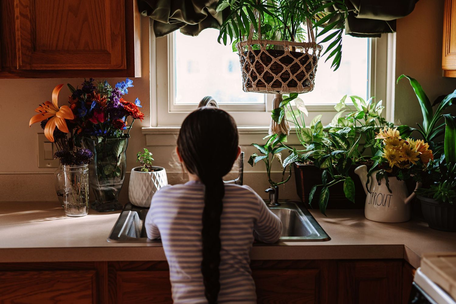 A collection of indoor houseplants displayed near windows with natural light streaming through wooden blinds.