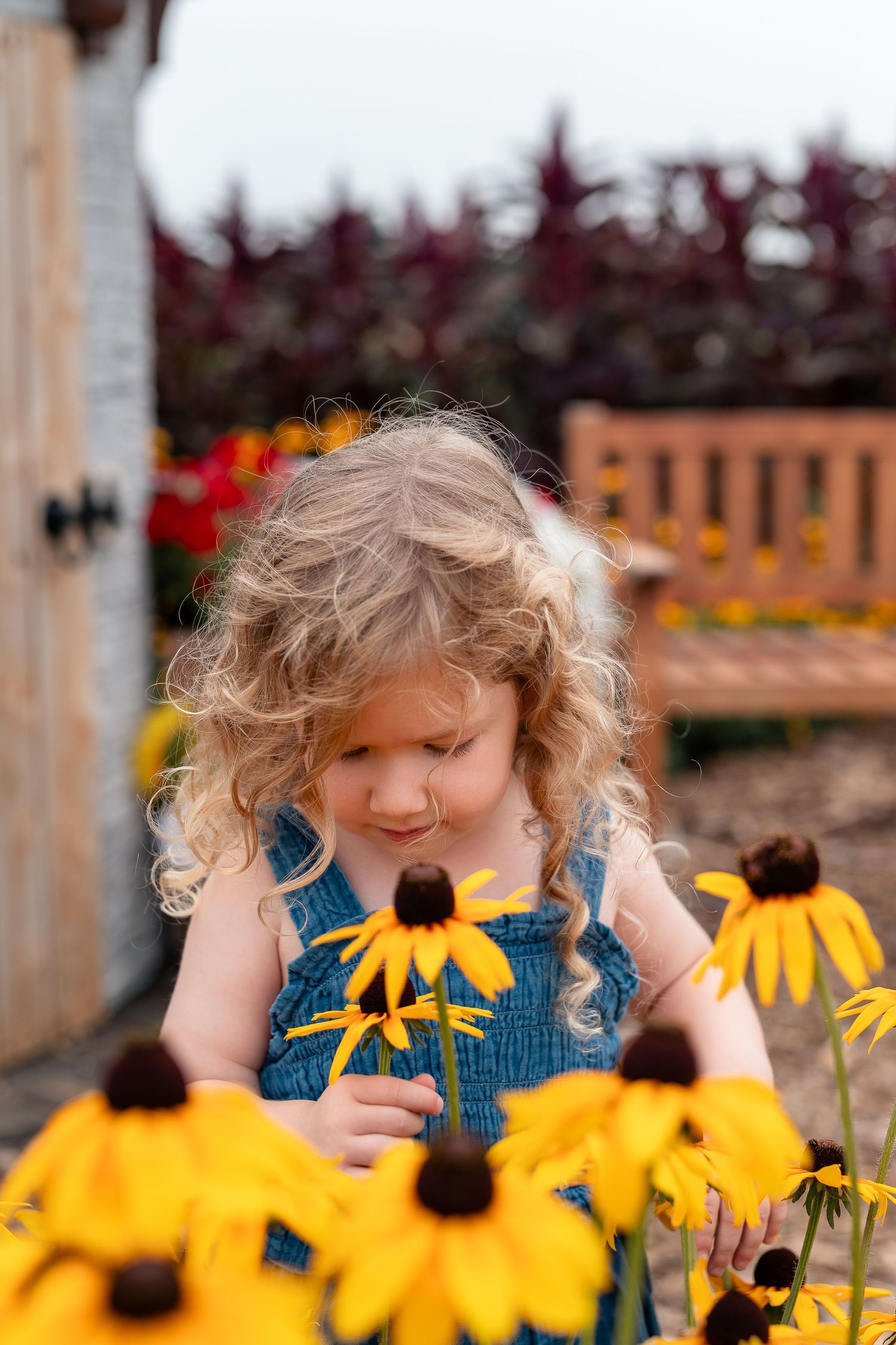 Young girl with curly blonde hair in blue overalls smelling yellow black-eyed Susan flowers in a garden.