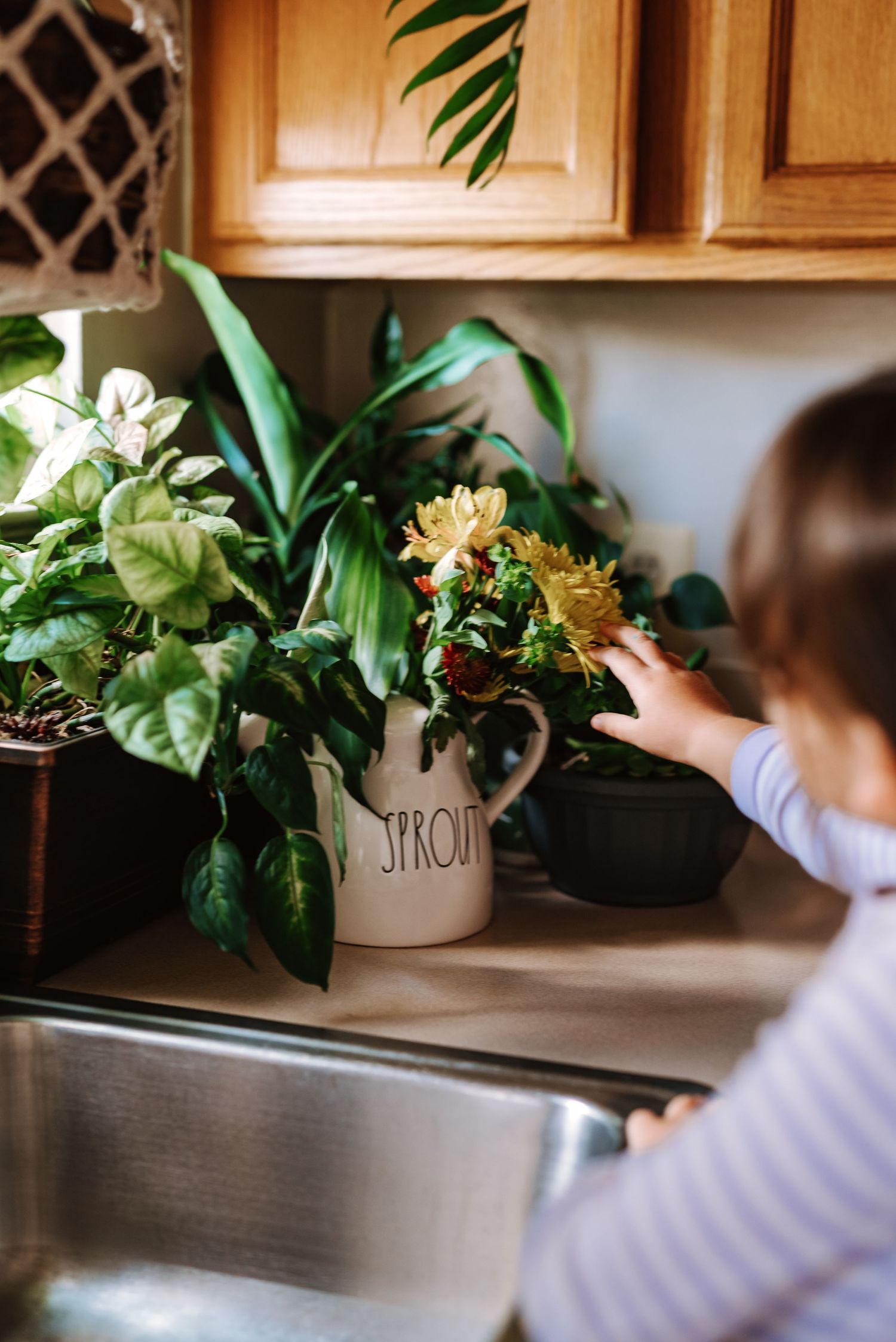 A series of potted houseplants displayed on a wooden cabinet with someone tending to them in a warm interior setting.