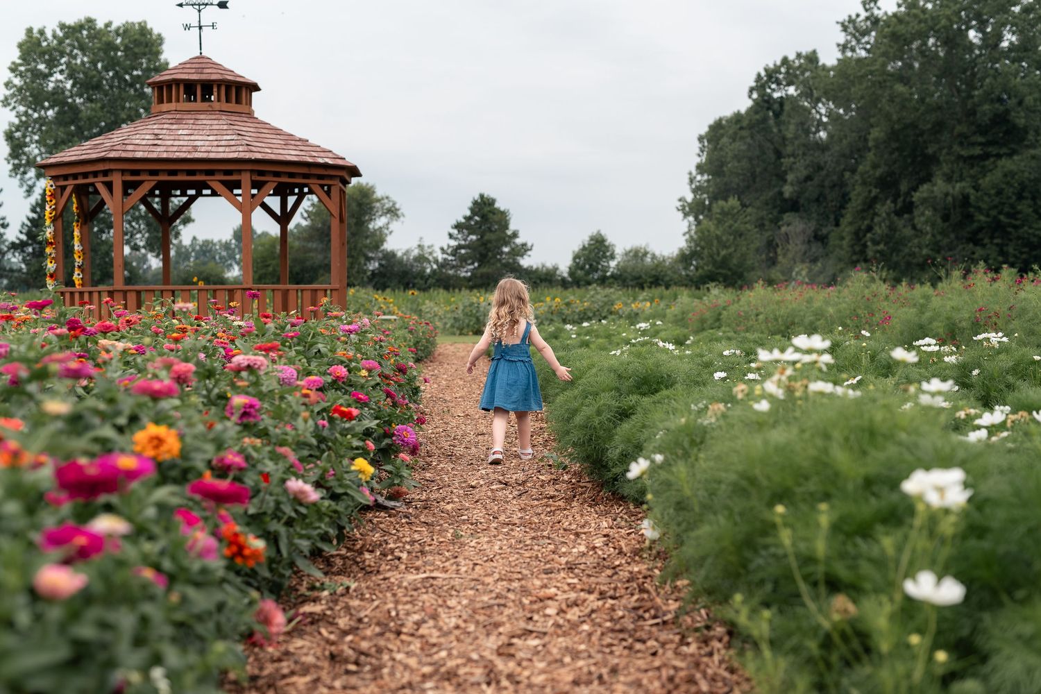 A little girl in a blue dress walks along a flower garden path near a wooden gazebo.
