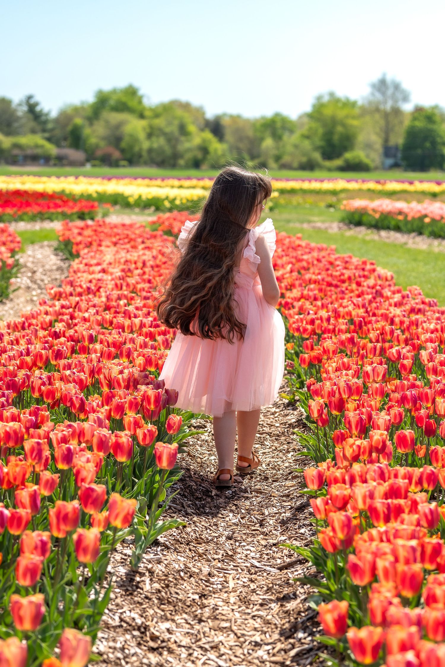 A young girl in a pink dress walks through vibrant rows of red and orange tulips in a sunny flower field.