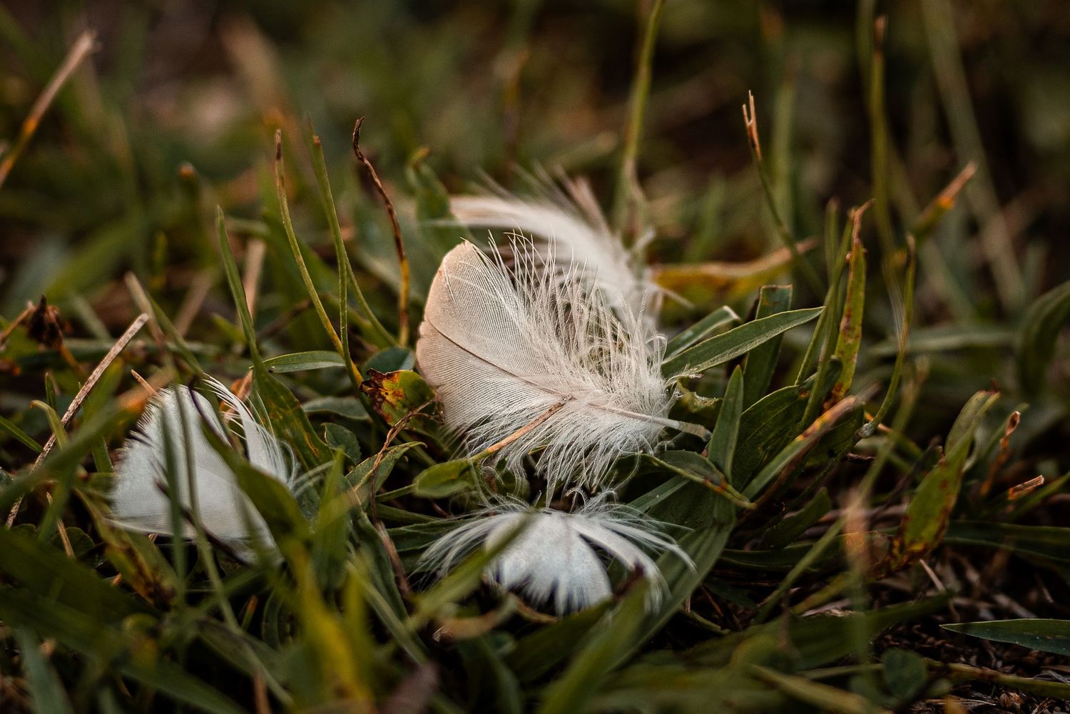 White feathers resting delicately on lush green grass, captured in soft natural light.