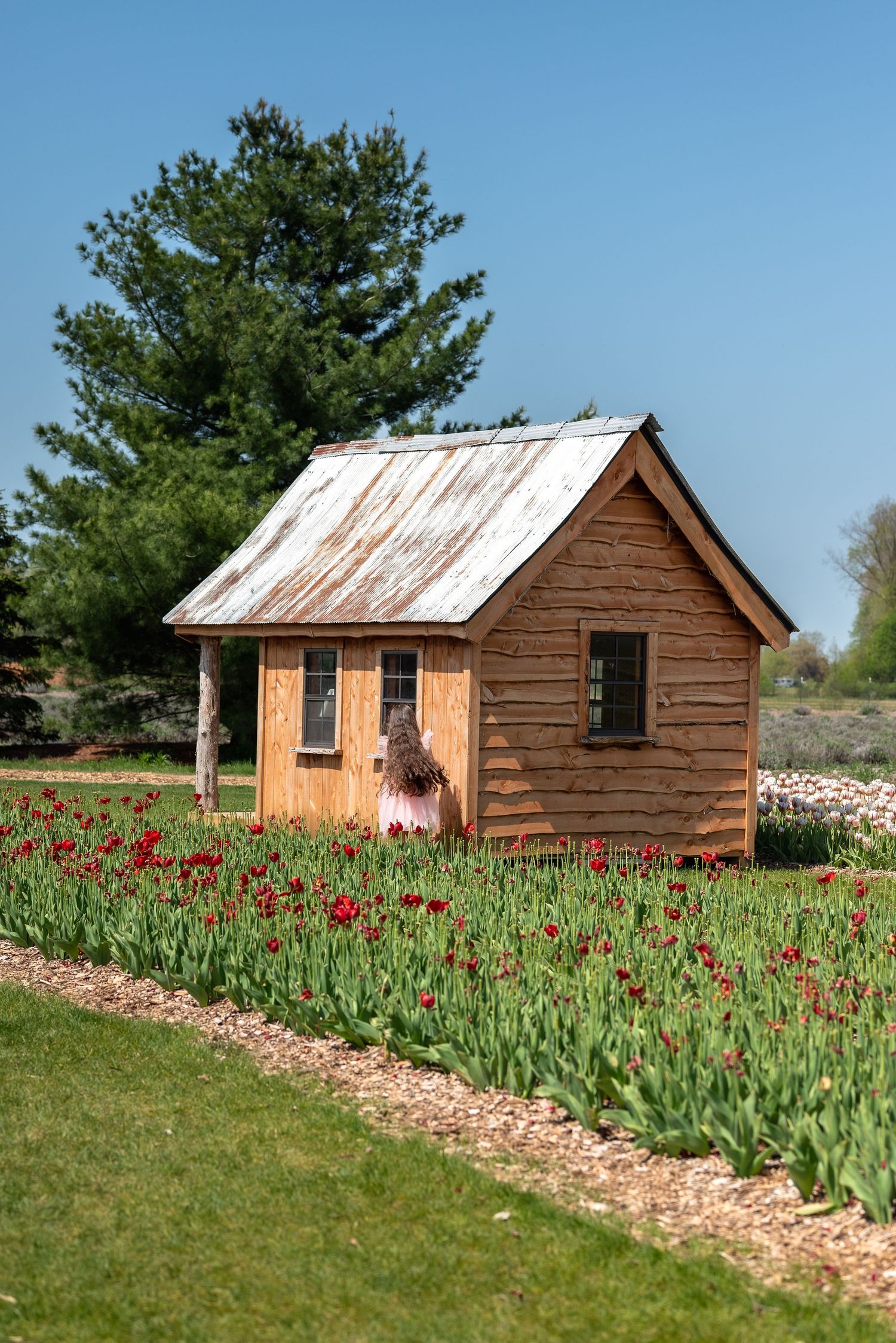 Rustic wooden cabin with tin roof surrounded by red tulips in bloom, green trees and blue sky in background.