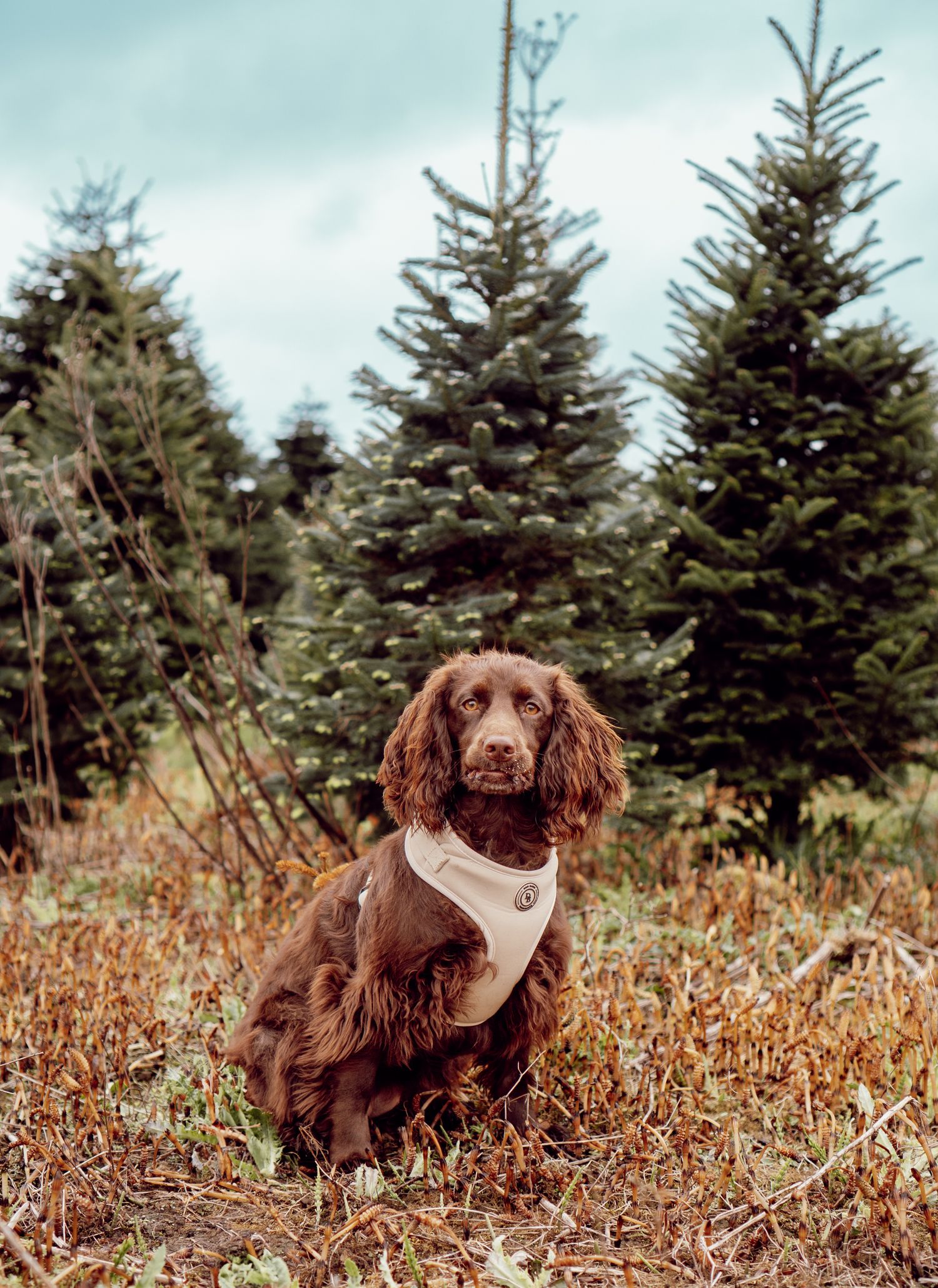 Brown Cocker Spaniel wearing a beige harness sits in autumn grass with tall evergreen trees in the background.