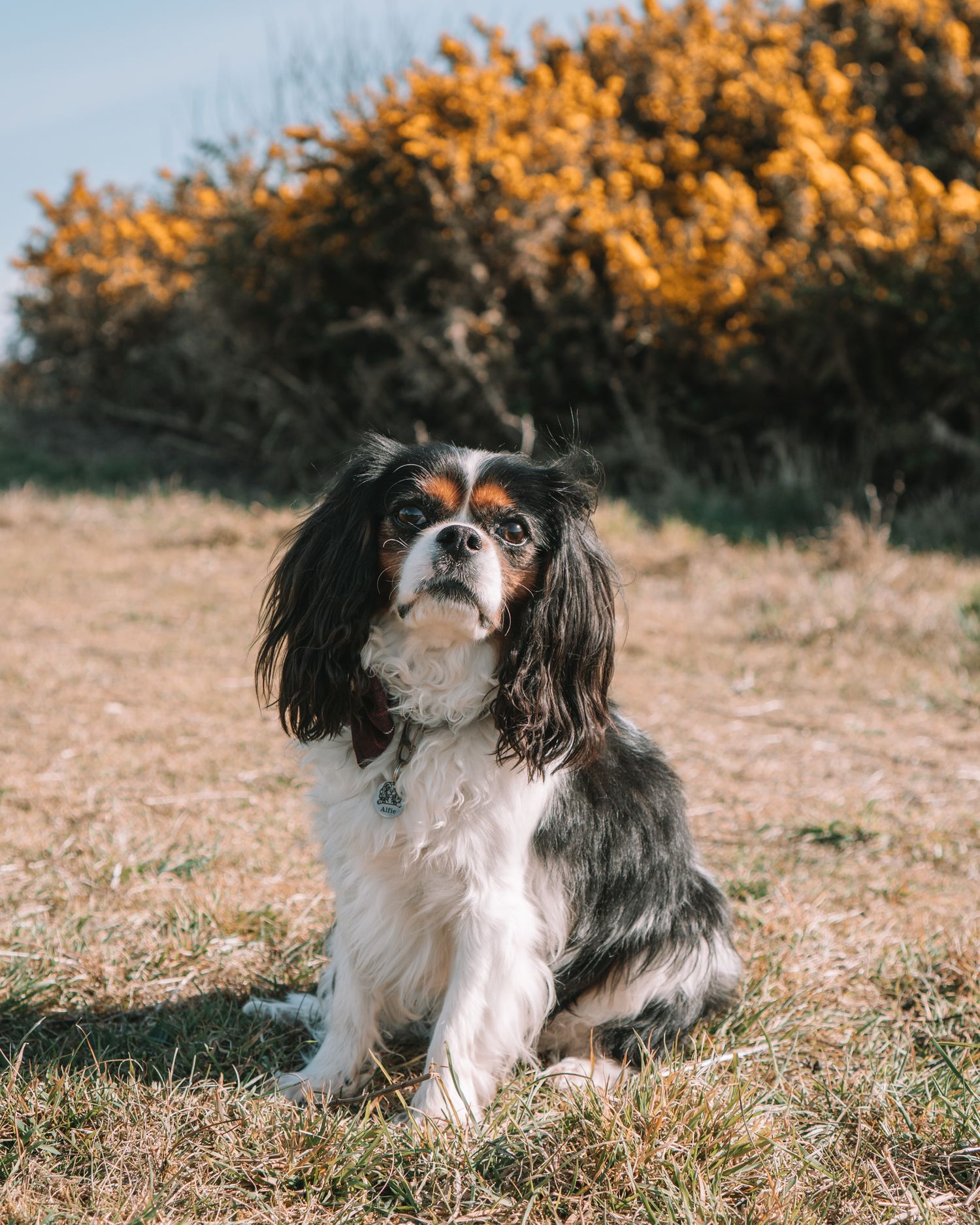 Cavalier King Charles Spaniel sitting in dry grass with golden foliage in background.
