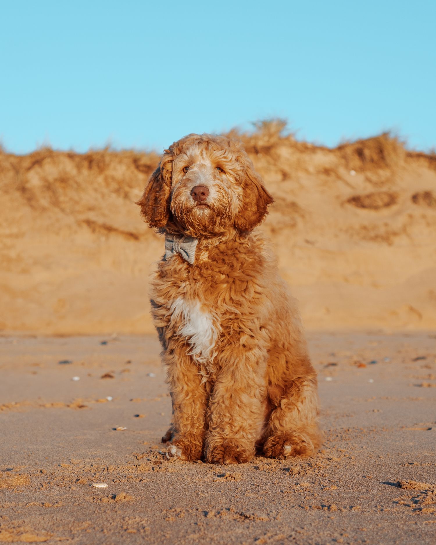 A fluffy golden-colored dog sits on sandy beach terrain against a bright blue sky background.