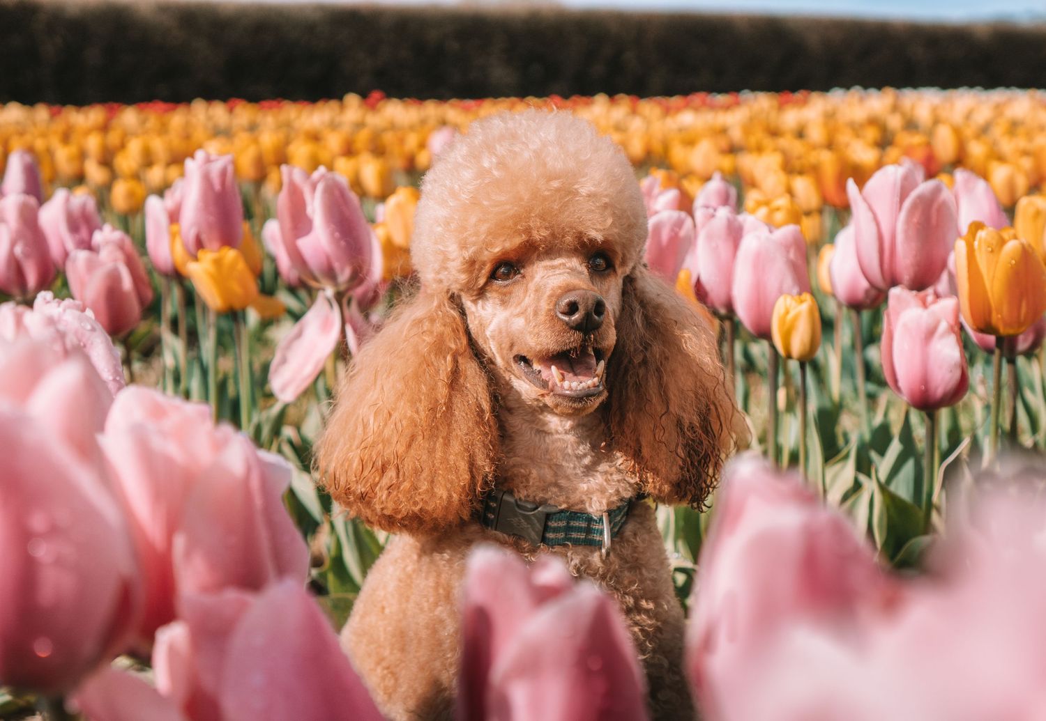 Brown poodle dog poses among blooming pink and orange tulips in a spring flower field.
