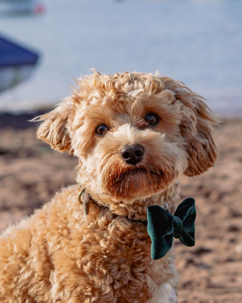 Fluffy goldendoodle dog wearing a green bow tie poses on the beach.