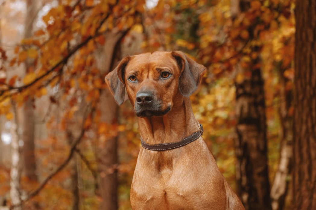 Rhodesian Ridgeback dog poses regally against autumn foliage background.