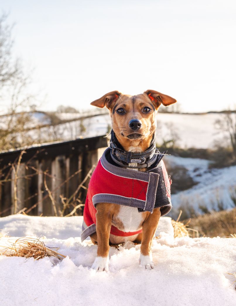 A small brown and white dog wearing a red winter jacket standing in snow.