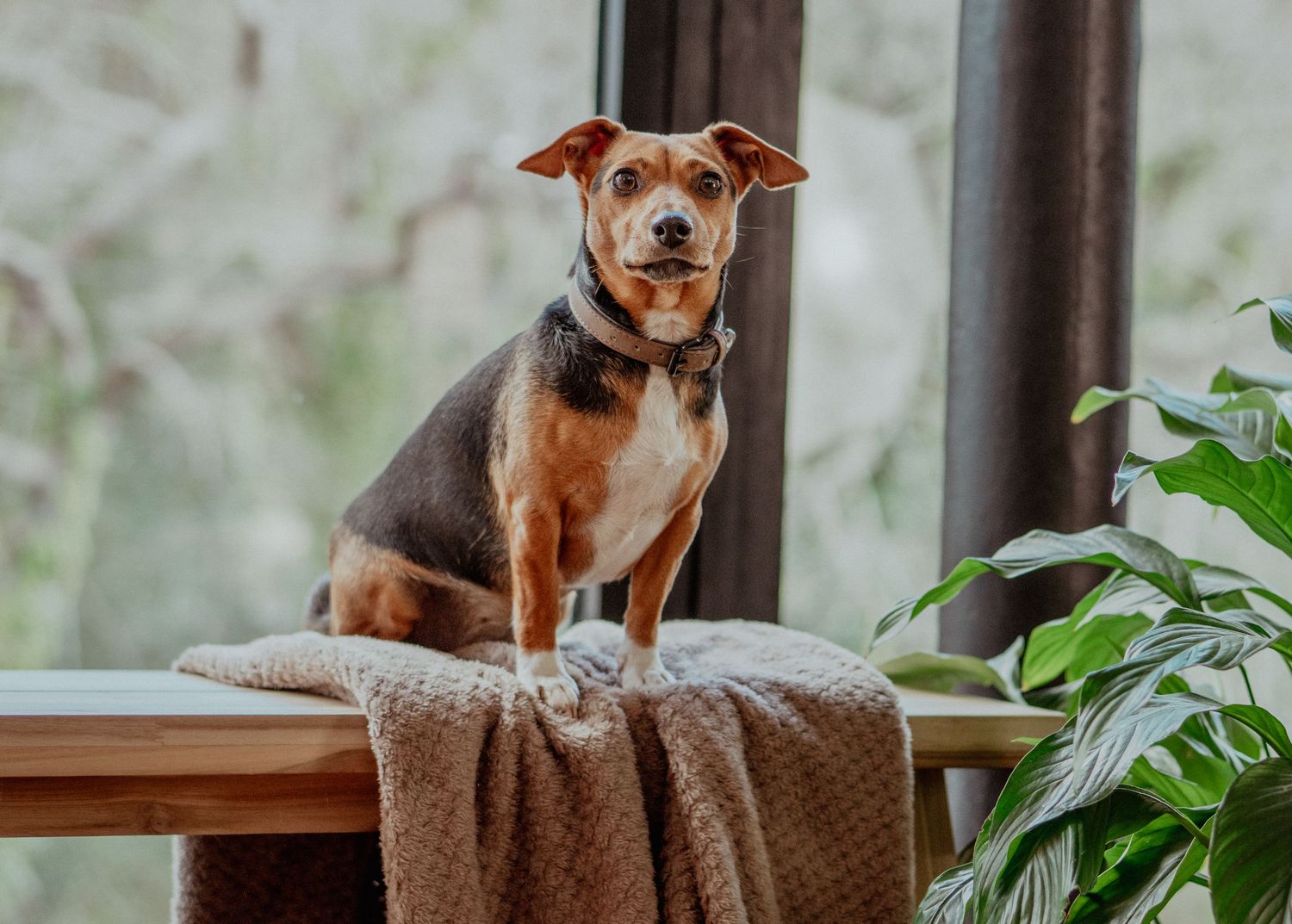 Brown and tan dog sits alertly on bench with blanket near indoor plants and window.