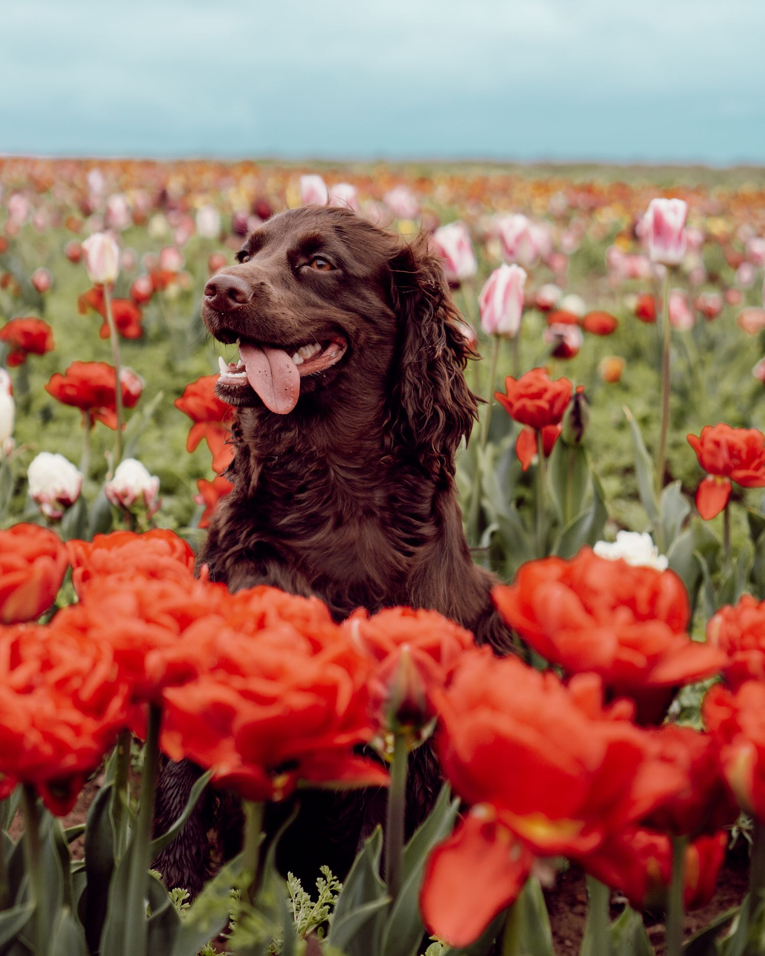 Happy brown spaniel dog sitting among vibrant red tulips and white flowers in a blooming spring garden field.