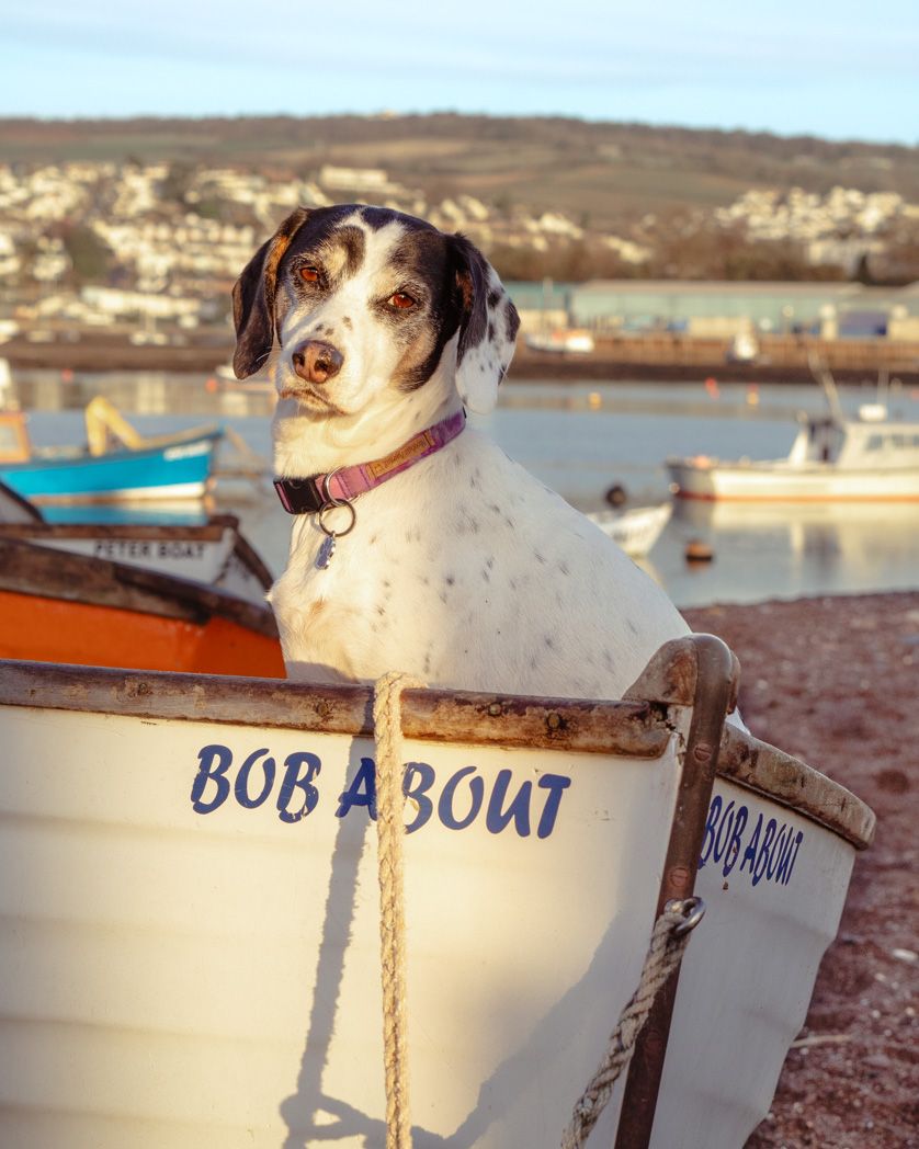 Dog sitting in boat named Bob About with harbor and boats in background.