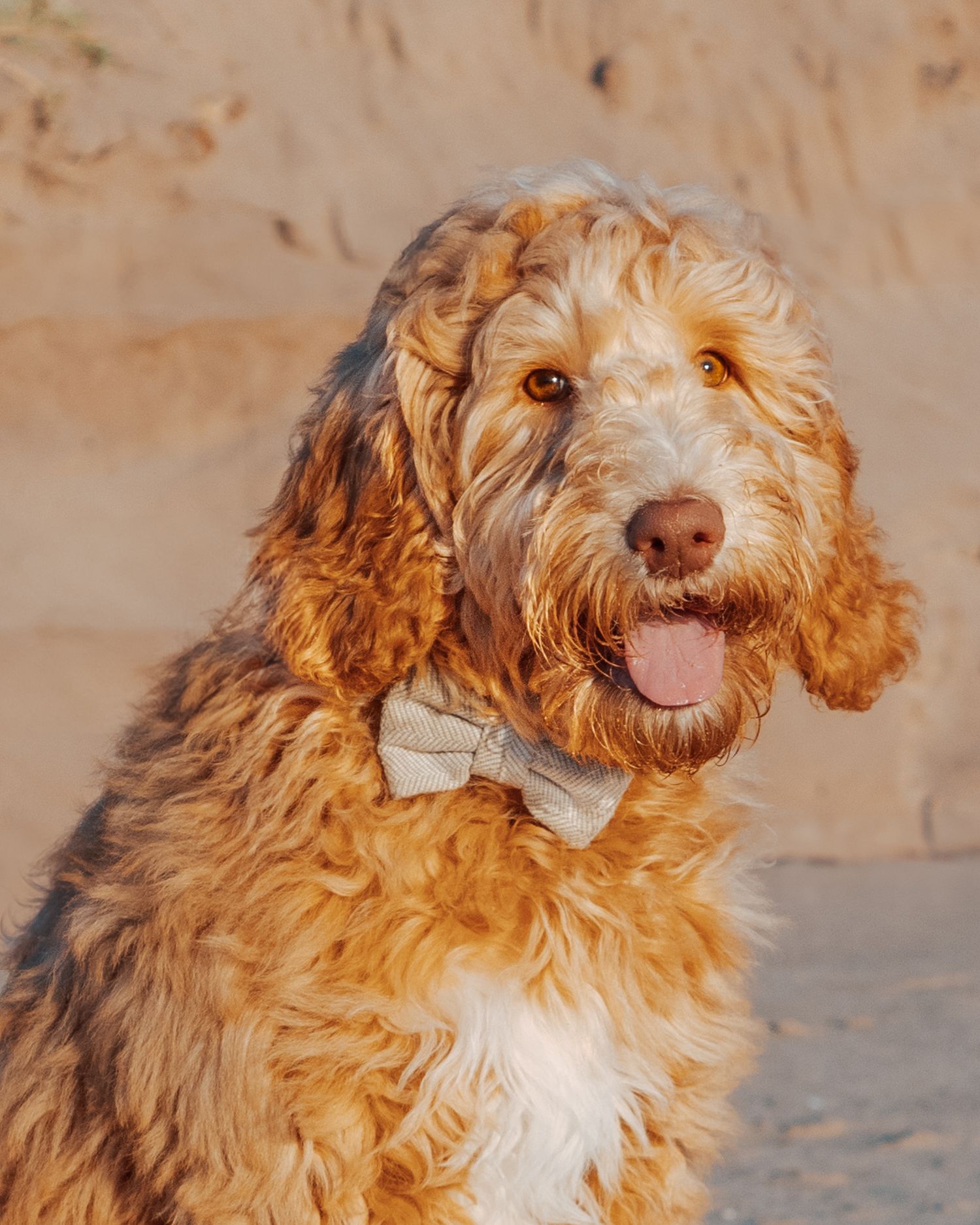 Close-up portrait of a shaggy goldendoodle dog with curly fur and expressive eyes on a sandy beach.