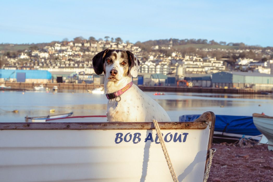 A dog sits in a boat named 'Bob Alout' with coastal houses visible in the background.