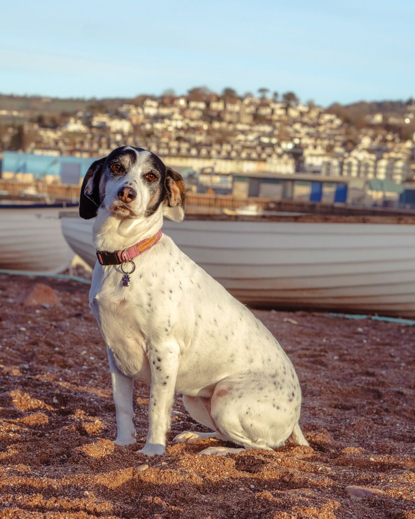Spotted dog sitting alertly against coastal backdrop with houses on hillside.