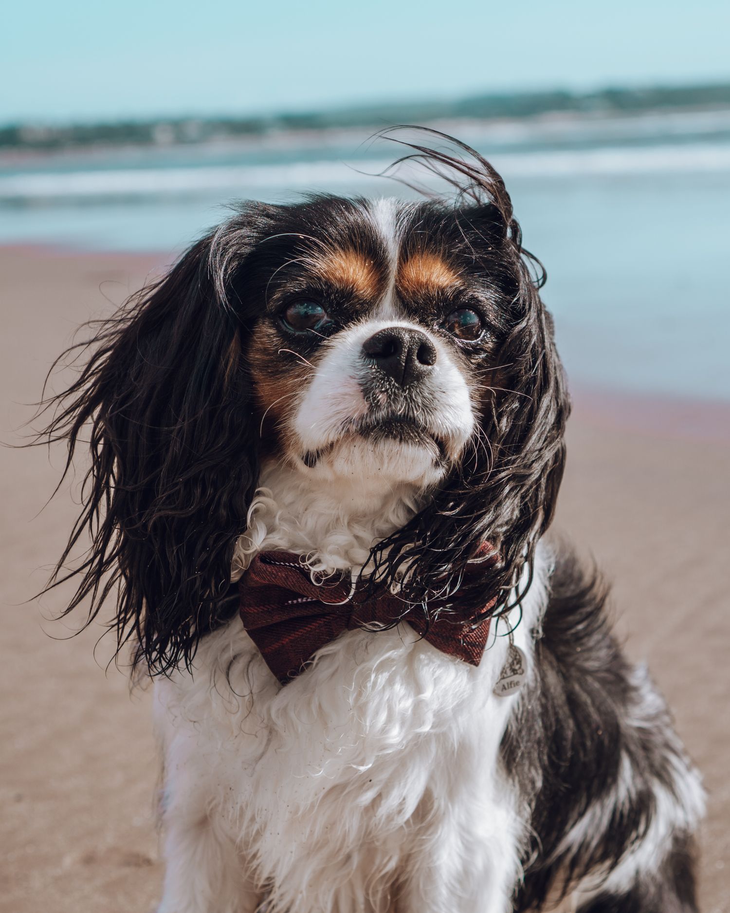 Cavalier King Charles Spaniel wearing a bow tie poses at the beach with windswept fur.