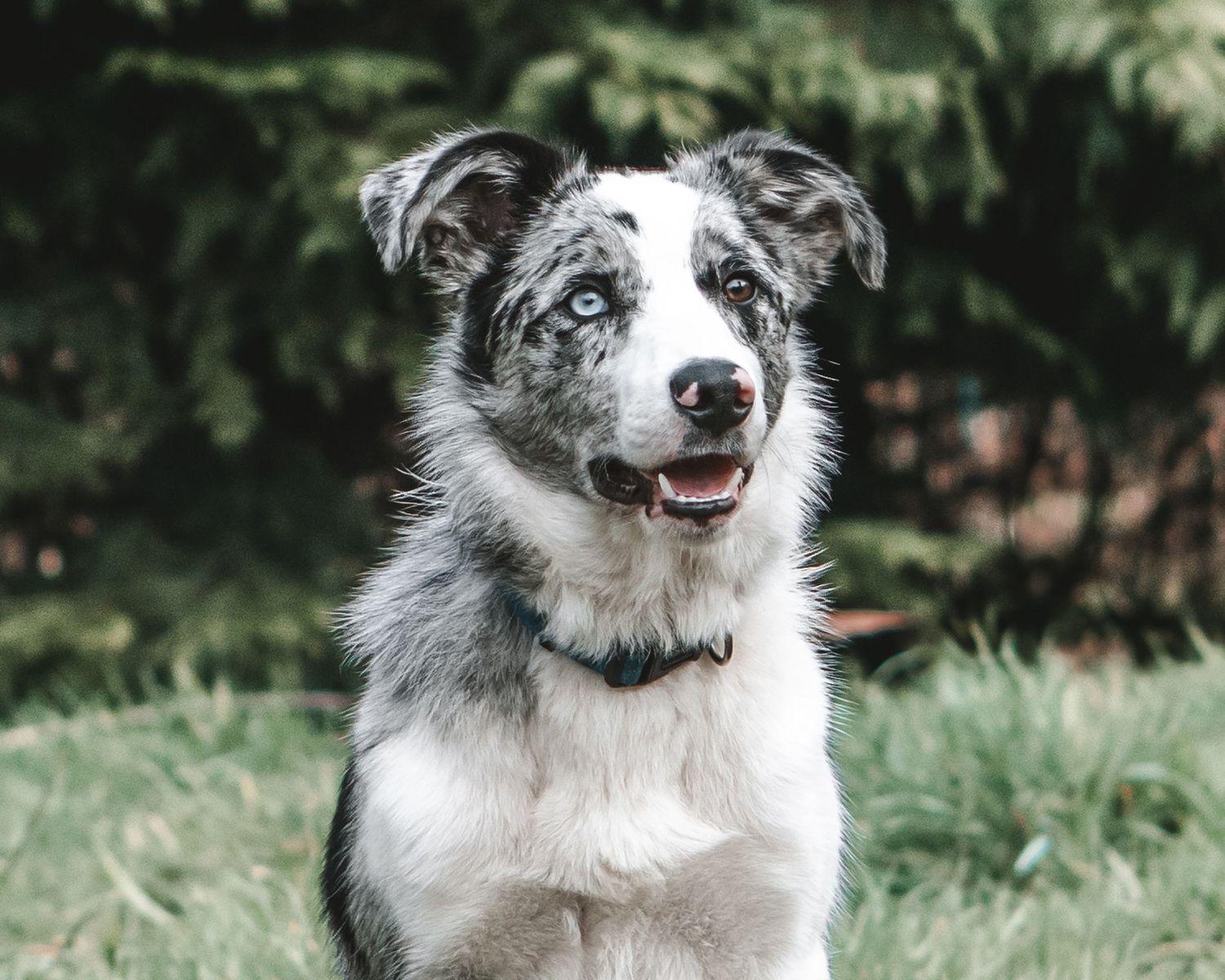 Australian Shepherd with merle coat and bright eyes smiling at camera outdoors.
