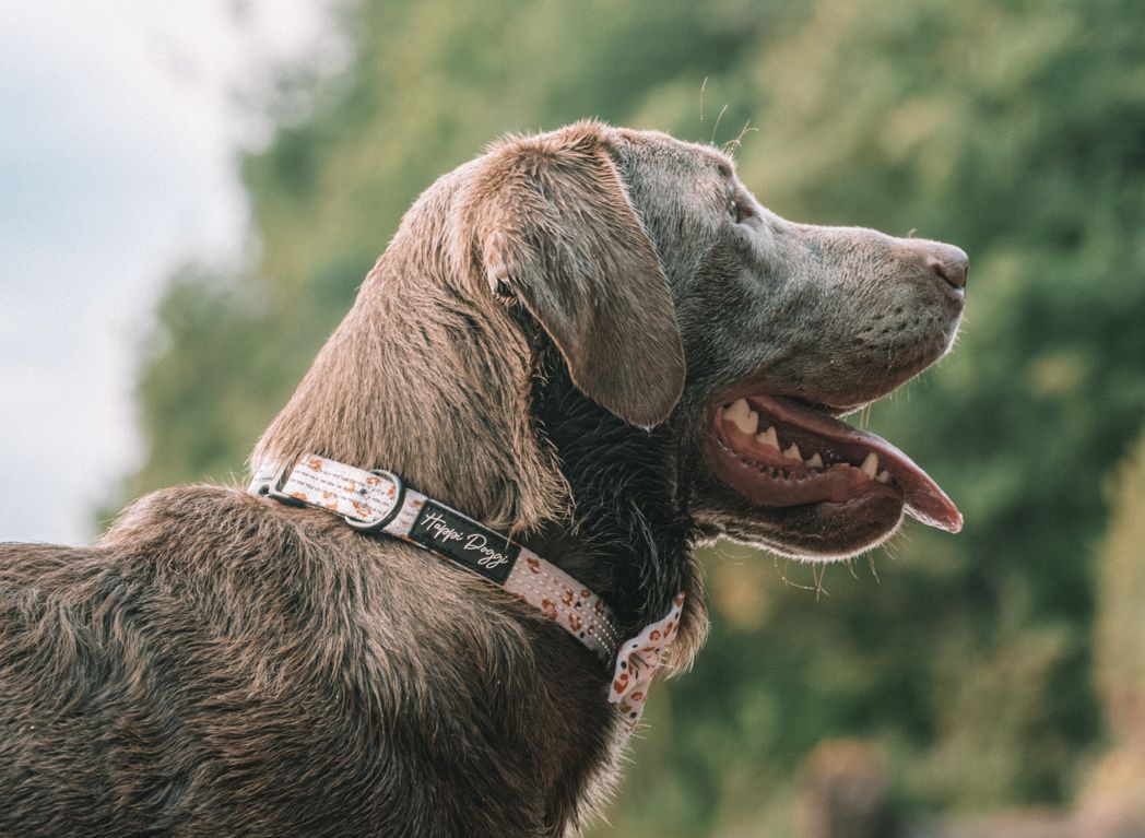 Profile view of a brown hunting dog with collar looking into the distance.